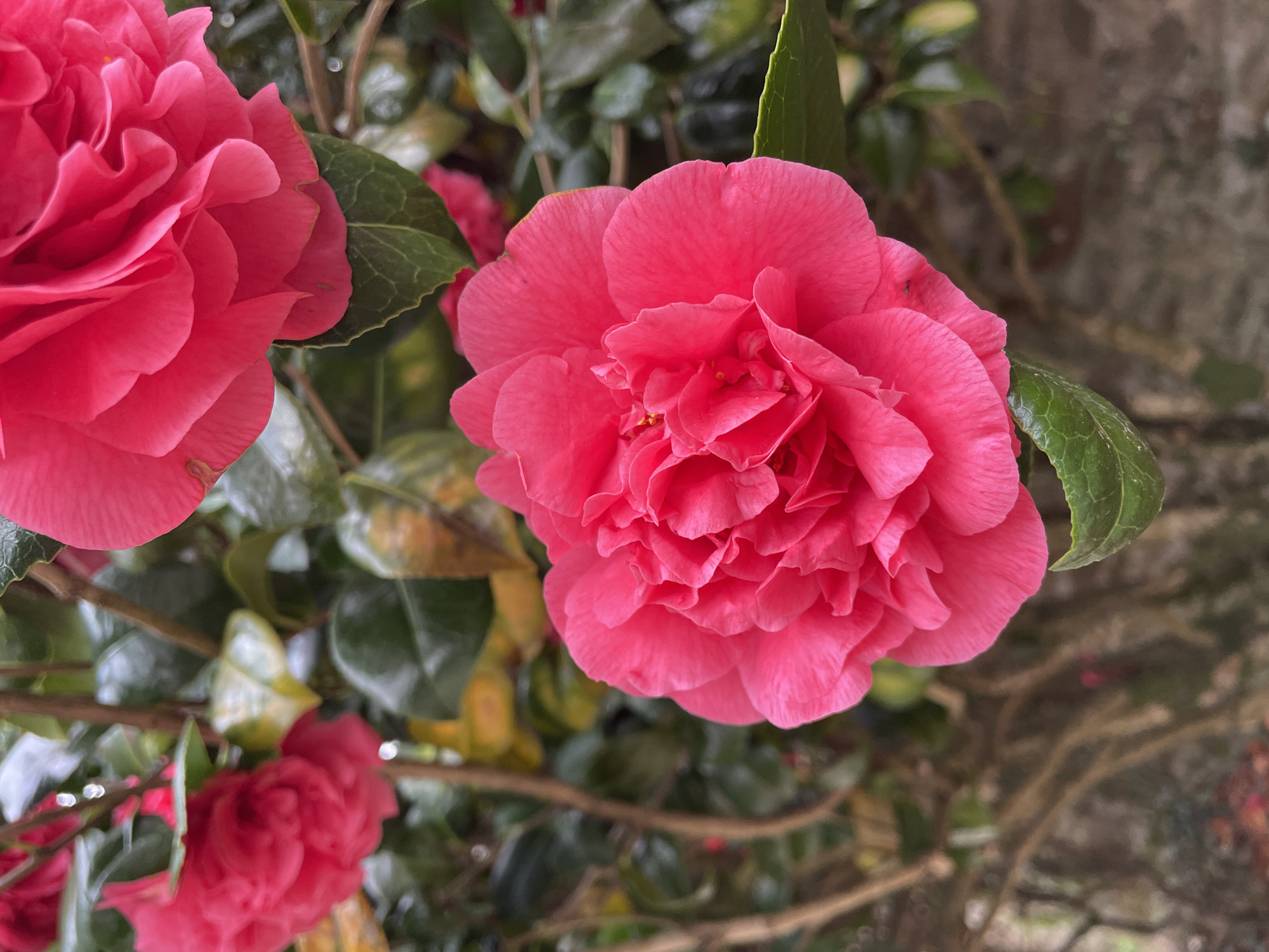 The image showcases a close-up of vibrant pink camellia flowers in full bloom. The petals are arranged in a densely layered, ruffled pattern. Green leaves are visible among the flowers, with the plant's branches forming a backdrop. The setting appears to be outdoors. The location within Le Moustoir, France, cannot be determined from the image. There are no people, subjects, objects, actions or interactions to describe other than the flowers and plant life. The environment is a garden setting, possibly next to an old stone wall.