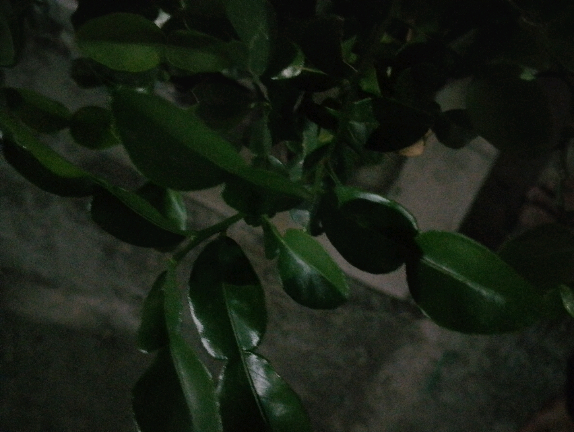 The image shows a close-up of a plant with dark green, glossy leaves. The leaves are oval-shaped and appear to be clustered together on stems. The background is dark and out of focus, suggesting a dimly lit environment. There are no people or discernible objects in the image other than the plant itself. The location of Kendalrejo, Indonesia is not visually represented in this photograph.