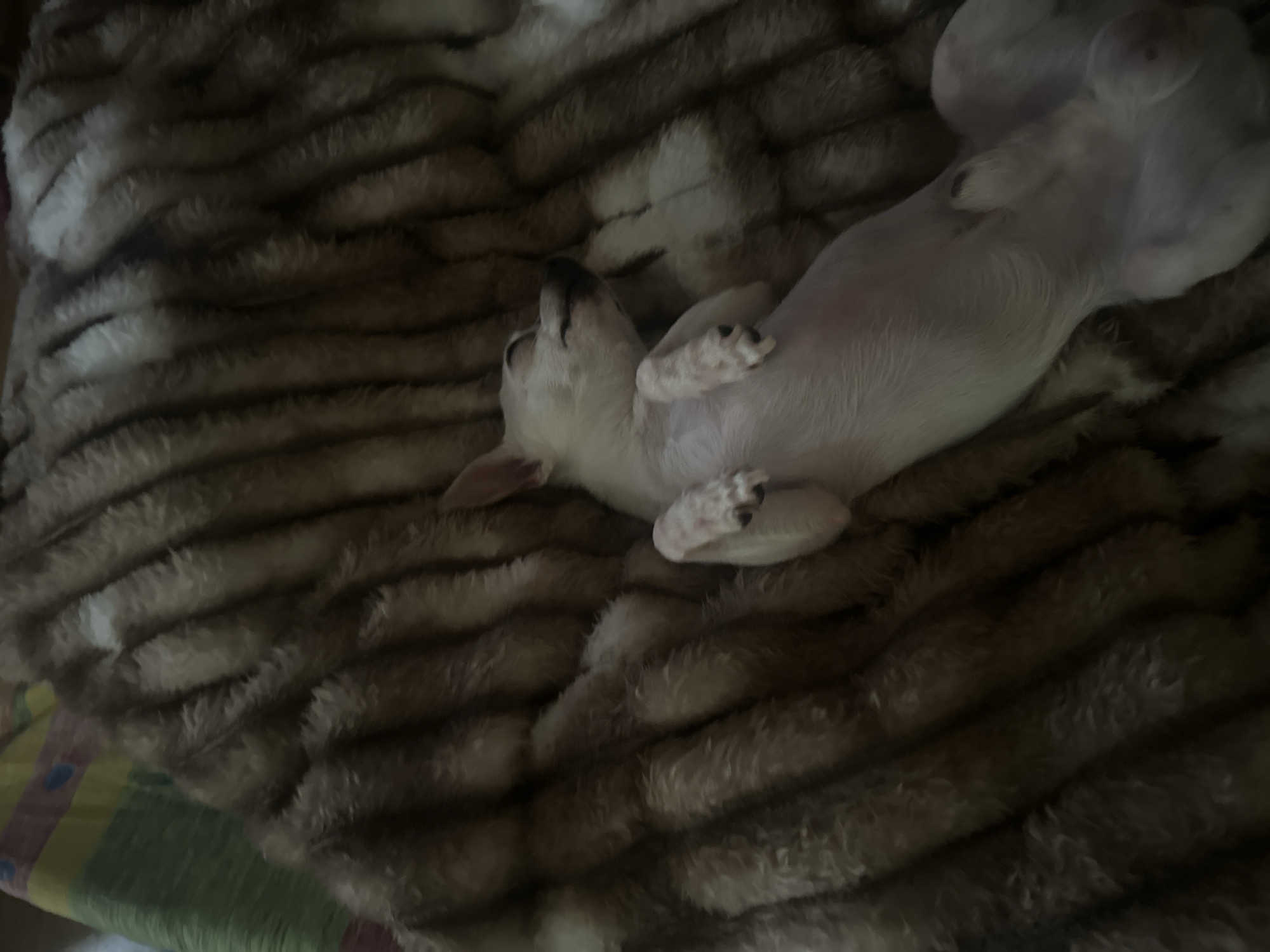 The image, captured in Chubra, Bulgaria, depicts an indoor scene with subdued lighting. A small, light-coated domestic canine subject is positioned centrally, lying supine on a textured brown faux-fur blanket featuring horizontal, raised stripes. The dog's four paws are curled inwards towards its body, consistent with a state of rest or sleep. Its head is slightly tilted, with the snout pointing upwards. No human subjects are visible. A multi-colored, striped fabric, possibly a sheet, is partially visible beneath the brown blanket in the lower left quadrant of the frame.
