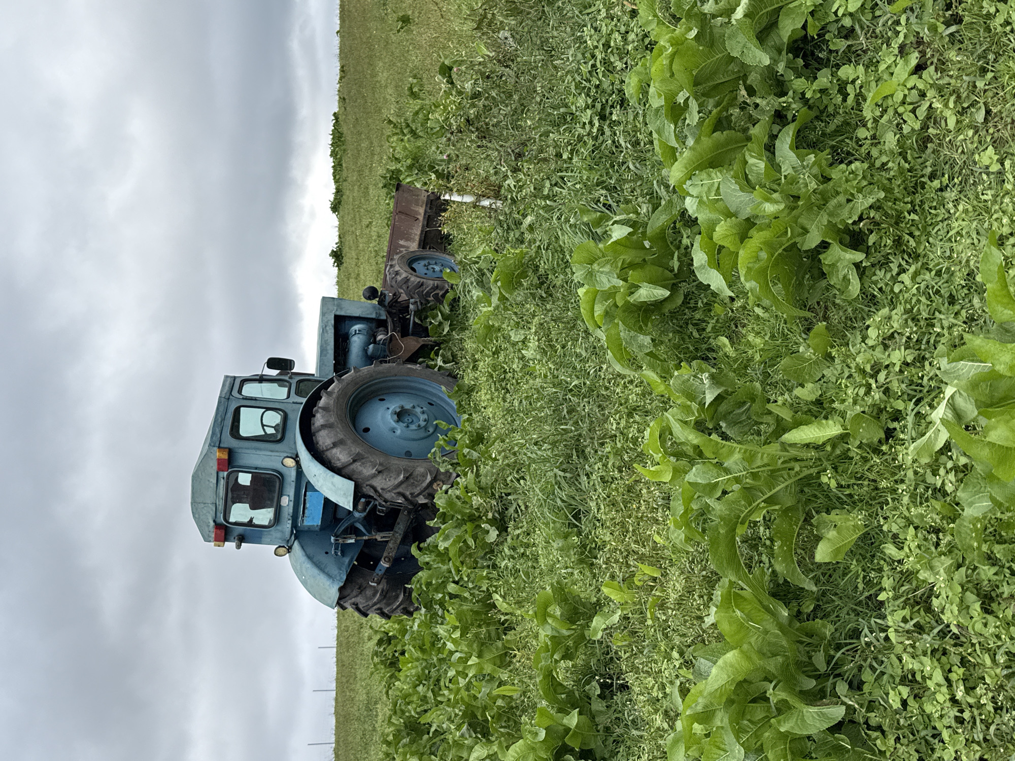 An old, blue tractor sits in a field of tall green plants and grass under a cloudy sky. The tractor has large, treaded tires and a covered cab with windows. A trailer or implement is attached to the rear of the tractor. The field appears overgrown, with some plants obscuring the lower part of the tractor. The background shows a gently sloping green hillside and a wire fence. The scene is located in the city of Galinė, Lithuania.
