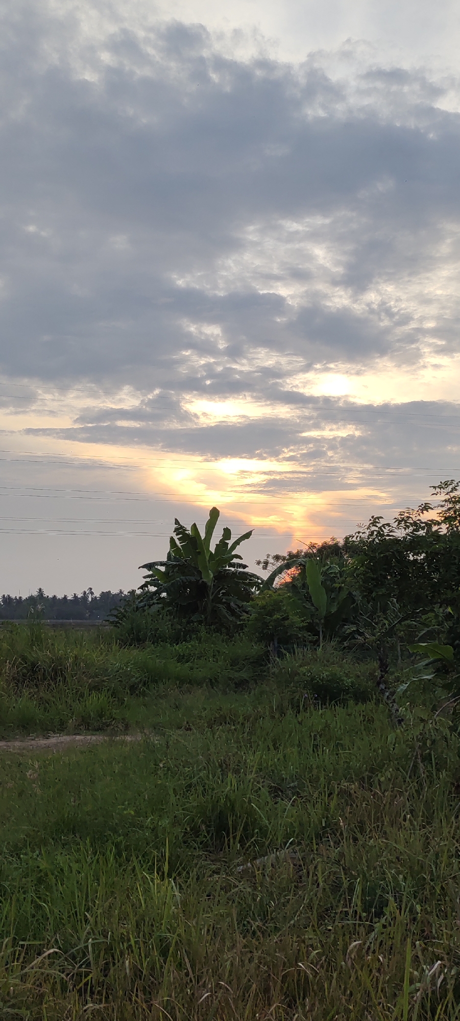 The image captures a serene natural landscape during a sunset or sunrise, likely in Lhokseumawe, Indonesia. The sky is filled with dramatic clouds, through which rays of sunlight are piercing, creating a warm, ethereal glow. In the foreground, lush green grass and various types of vegetation, including what appears to be banana trees, dominate the scene. The overall impression is one of tranquility and the beauty of the natural world. The environment suggests a rural or semi-rural setting, possibly on the outskirts of Lhokseumawe, characterized by open fields and dense greenery. There are no people or specific structures that would indicate an urban environment. The presence of power lines in the background hints at some level of infrastructure, but the primary focus remains on the natural elements.