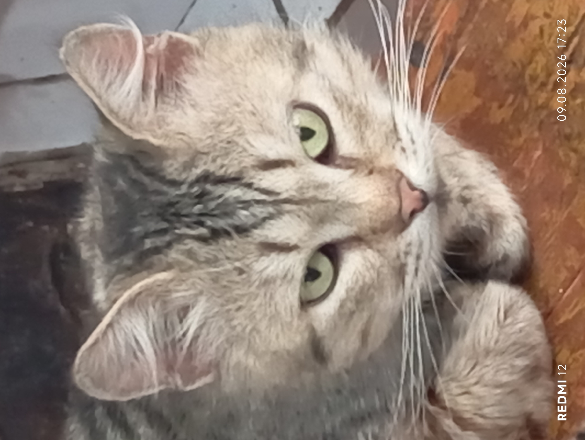 The image shows a close-up, head-on shot of a tabby cat. The cat has green eyes, light brown and gray fur with darker stripes on its forehead and ears, and prominent white whiskers. Its paws are resting on a wooden surface in the foreground. The background is blurred, but appears to be an indoor setting with what looks like tiled flooring and a wooden structure. The bottom left corner of the image displays "REDMI 12" and the bottom right corner shows "09.08.2026 17:23". There is no visible connection to the city of Smila, Ukraine.