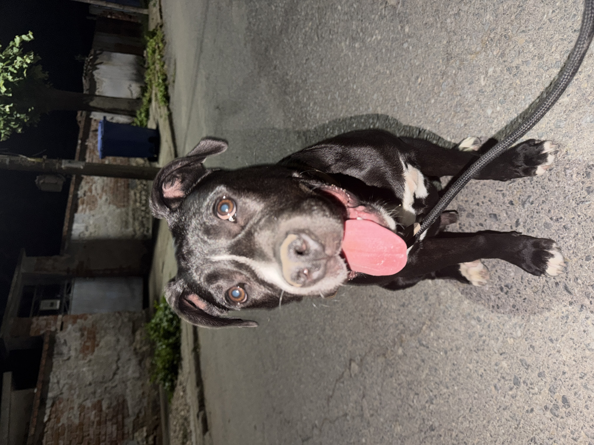 A black and white dog with its tongue hanging out sits on an asphalt street at night in Lyubimets, Bulgaria. The dog is wearing a pink collar and is attached to a black leash. In the background, there is a brick wall, a blue trash can, and trees. The lighting suggests it is nighttime, possibly illuminated by streetlights or artificial light sources. The overall environment appears to be an urban or suburban street.