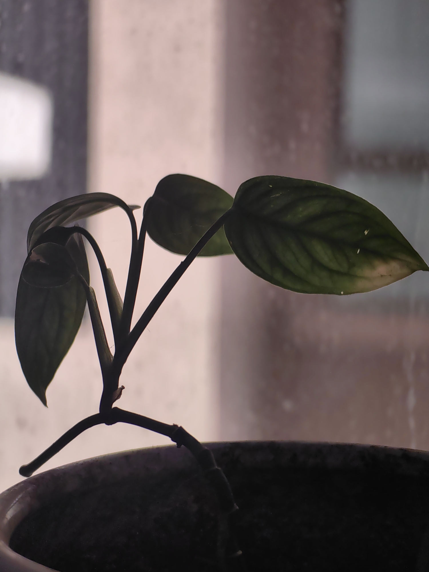 An indoor, close-up shot features a dark green houseplant in a dark pot, silhouetted against a blurred background that suggests a window with condensation and muted light. The plant has several ovate leaves and a central stem. One leaf on the right shows a lighter, almost yellowing edge and some small white spots. The background is out of focus, with vertical bands of muted pink and grey, and a bright white rectangular shape on the left, possibly a window pane or a reflected light source. The overall lighting is dim, creating a moody atmosphere. There is no indication of a specific location in Mumbai, India, nor are there any people or actions depicted.