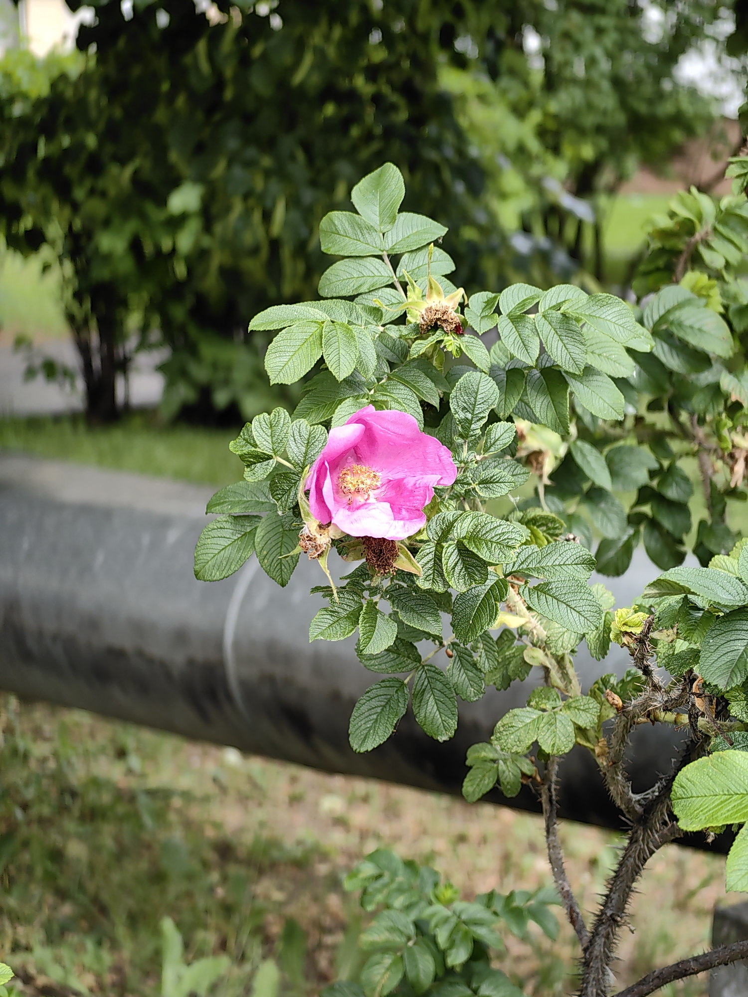An outdoor, eye-level, medium shot captures a single, blooming pink rosehip flower and its surrounding green foliage. The flower, positioned slightly to the left of the frame's center, displays delicate, crinkled petals and a cluster of yellow stamens. Behind the flower and foliage, a thick, grey pipe runs horizontally across the mid-ground. The background is softly blurred, revealing hints of green trees, grass, and what appears to be a paved walkway or road. The scene is set in an urban environment.