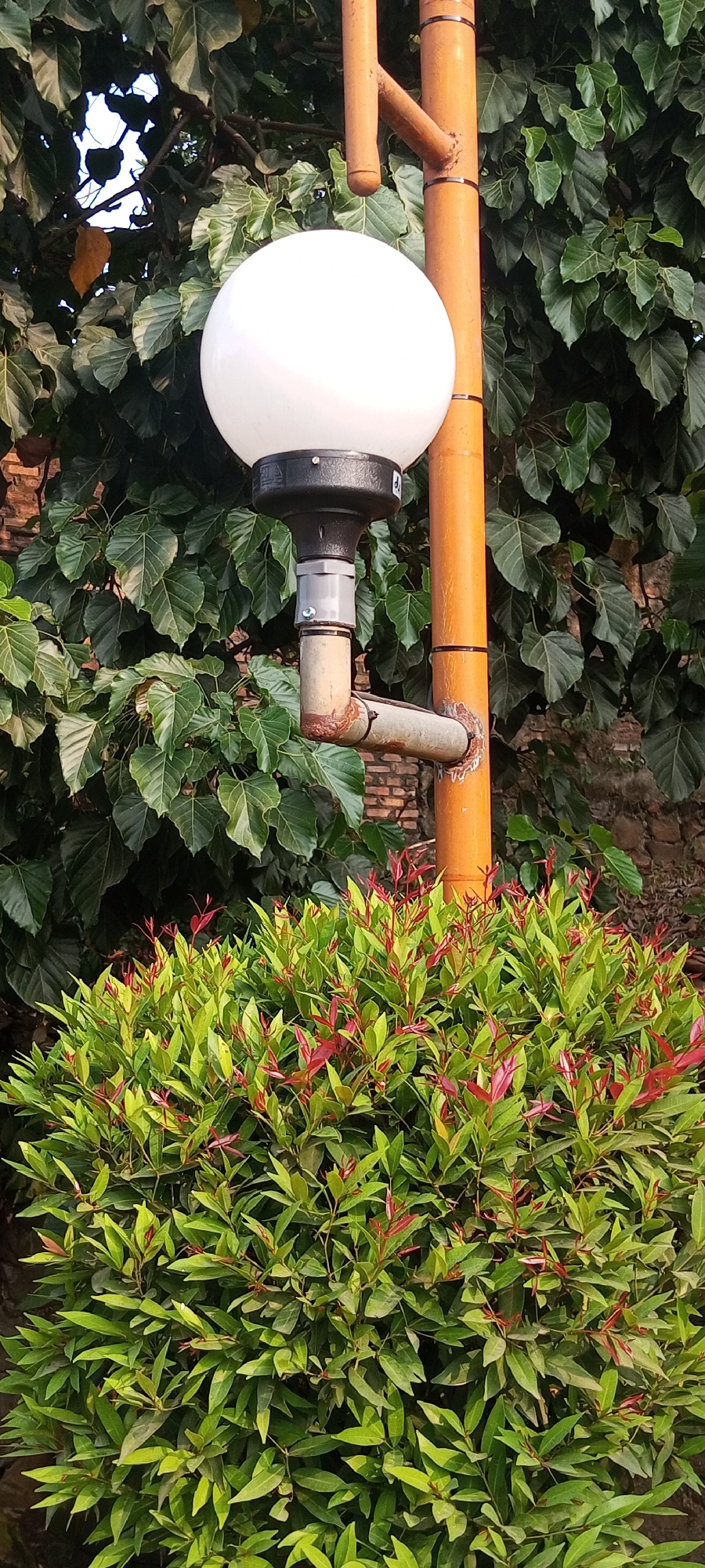 In the city of Setu, Indonesia, this image captures an outdoor scene dominated by lush greenery and a distinctive lamp post. The foreground is filled with a vibrant bush, its leaves a mix of bright green and striking red, suggesting new growth. Behind this bush, a lamp post stands tall, constructed from orange-colored cylindrical poles. The lamp itself is a spherical, white globe, attached to a dark fixture that is mounted on a metal pipe extending from the main pole. This pipe shows signs of rust, indicating its age or exposure to the elements. The background is a dense canopy of large, deep green leaves, likely from a mature tree, with glimpses of a brick wall peeking through in places. The overall impression is one of a well-maintained garden or public space, perhaps a park or a roadside area, where nature and urban infrastructure coexist. There are no people visible in the frame, and the scene appears static, bathed in natural light.