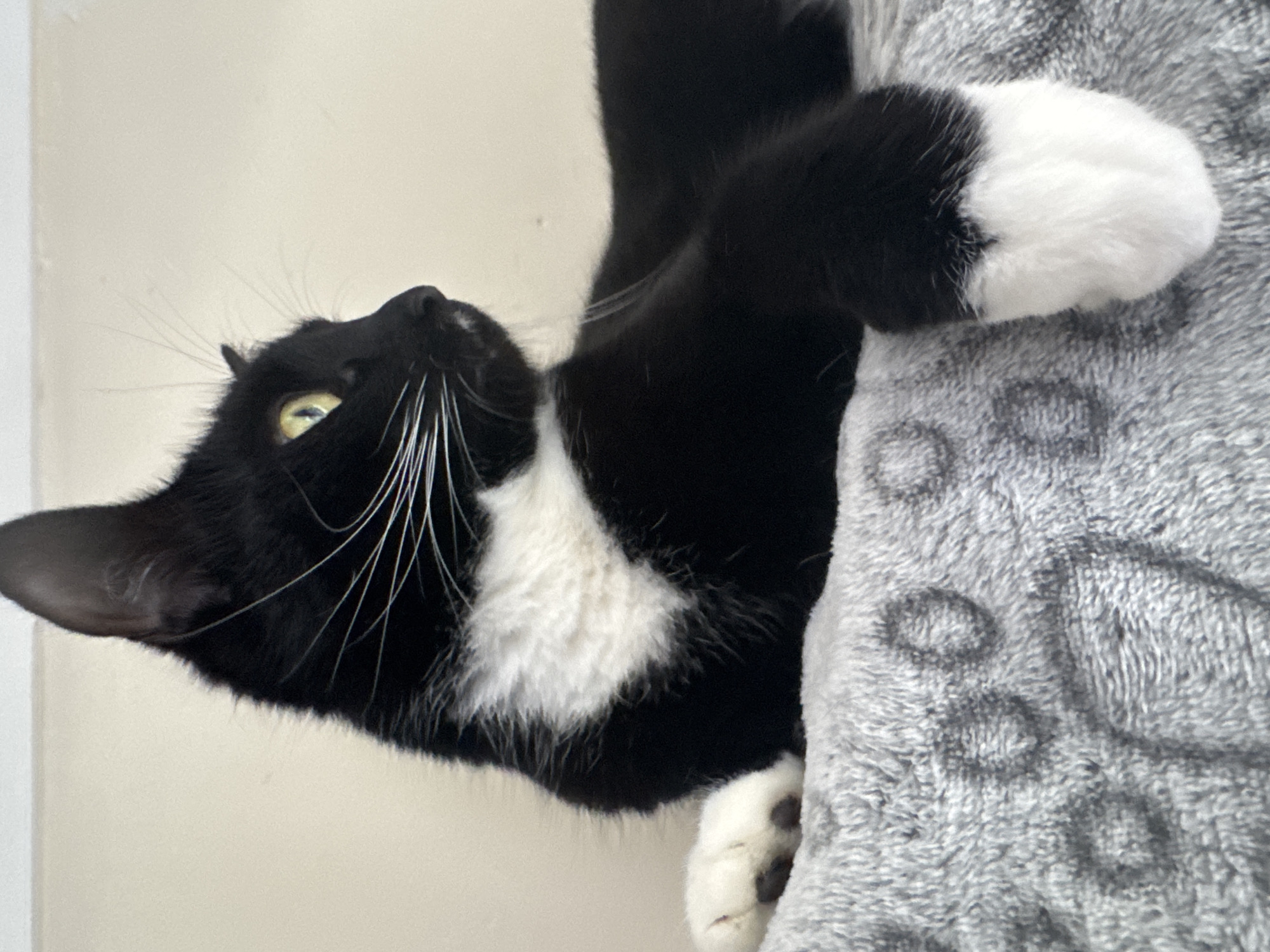 A black and white tuxedo cat is perched on a gray, plush scratching post, looking upwards. The cat's face is turned to the left, with yellow eyes and long white whiskers. The paws are visible, with one paw resting on the post, and the other hanging down. The background is a plain, light-colored wall. This scene is not obviously identifiable as being in Desborough, United Kingdom.