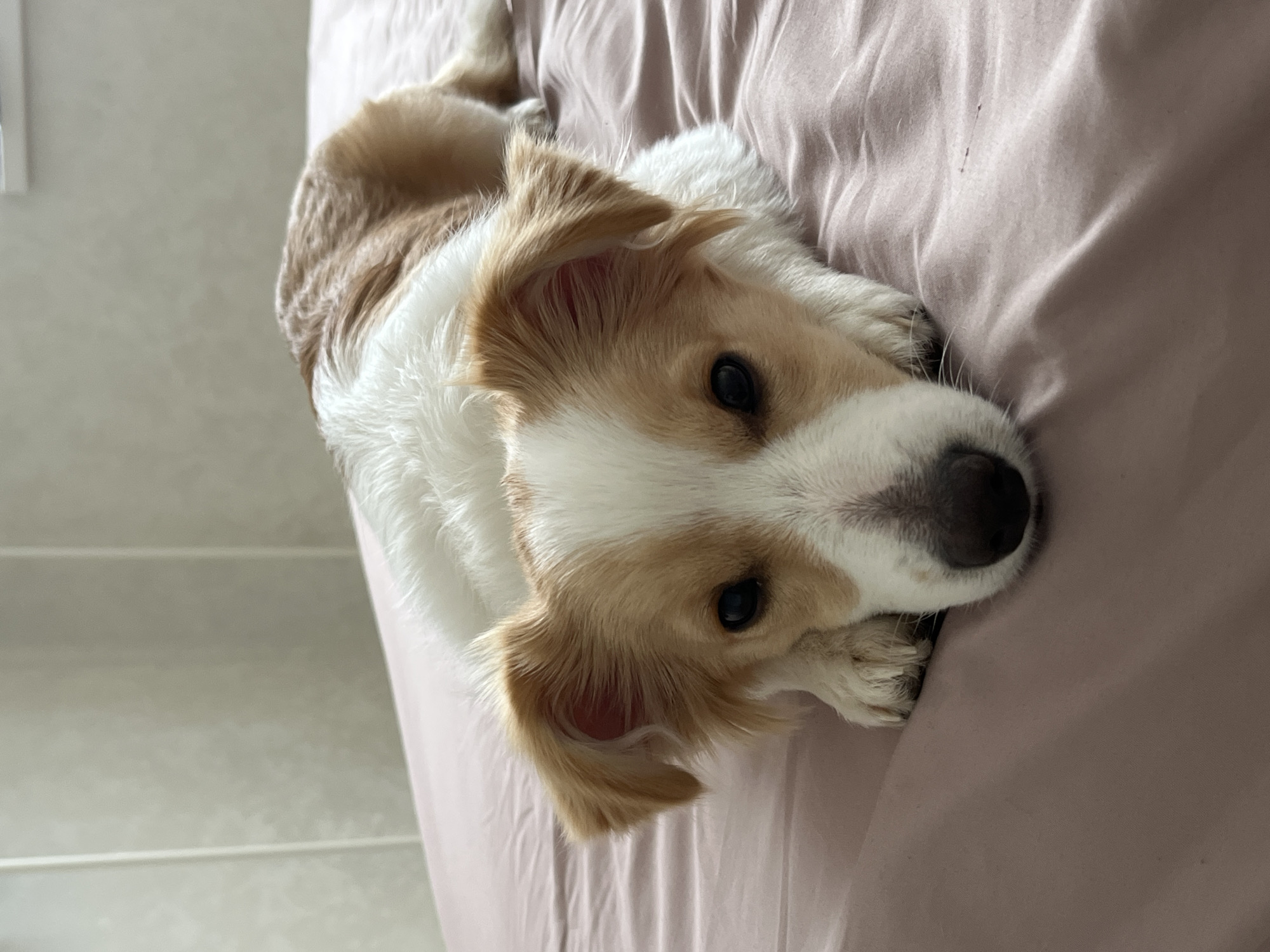 A tan and white dog with brown ears is lying on a light pink sheet. The dog is facing the camera and its paws are resting on the sheet. In the background is a white wall with a linear pattern. The location is Unknown, Unknown.