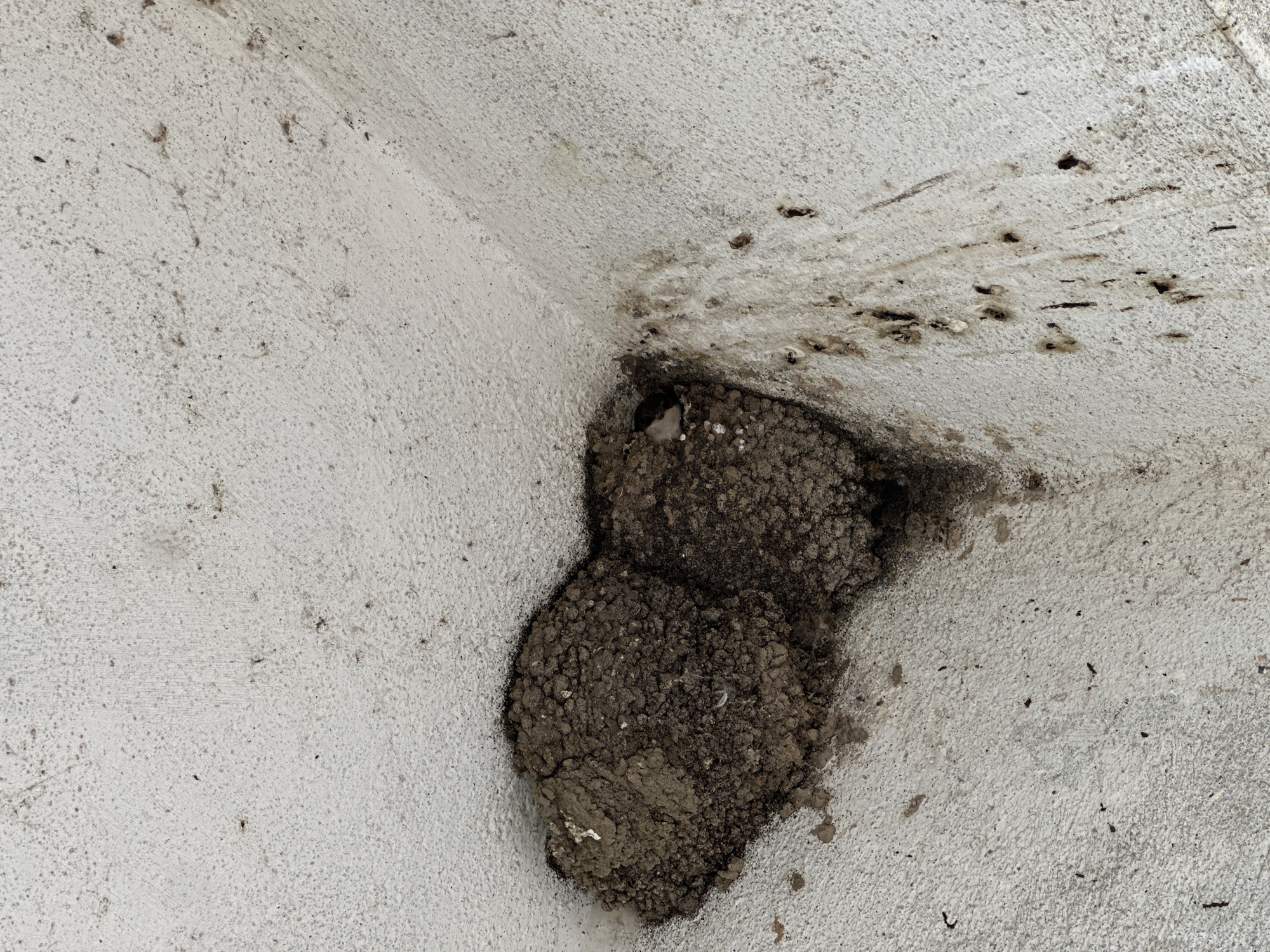 An upward-angled view captures a bird's nest constructed from dried mud and organic debris, firmly affixed within a corner formed by two perpendicular building surfaces. The nest itself is dark brown, textured, and appears irregularly shaped, with lighter fibrous material visible within its composition. It is positioned predominantly on the lower-left and central-right portion of the corner. The surrounding surfaces are light grey or off-white, exhibiting a coarse, speckled texture, consistent with stucco or rough concrete. Significant staining and dark streaks, indicative of moisture, dirt, and dried organic matter (likely bird droppings), are heavily concentrated below and to the right of the nest, particularly along the vertical surface. Numerous small, dark, irregular spots and vertical drips are prominent in this stained area. The scene is an interior or sheltered exterior corner of a structure located in Lisitsite, Bulgaria. No birds or other animate subjects are visible in the image.