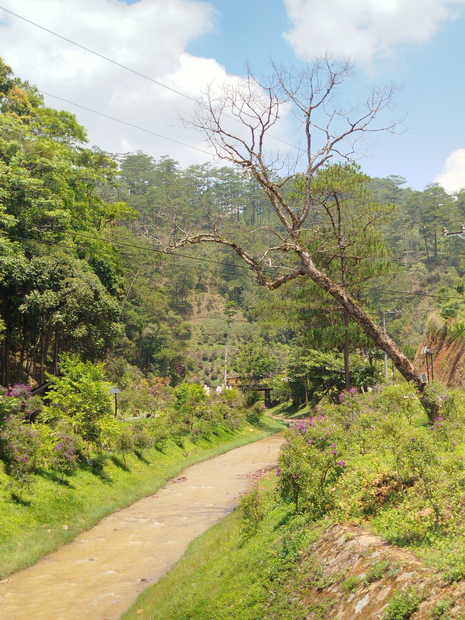 The image depicts a channel of murky water flowing through a green, grassy area in Da Lat, Vietnam. The channel narrows in the distance, with a small bridge visible. Trees, shrubs, and other foliage line both sides of the channel. A bare tree stands on the right bank. Forest covers the hillside in the background. Power lines are visible crossing overhead. The sky is partly cloudy with blue patches.