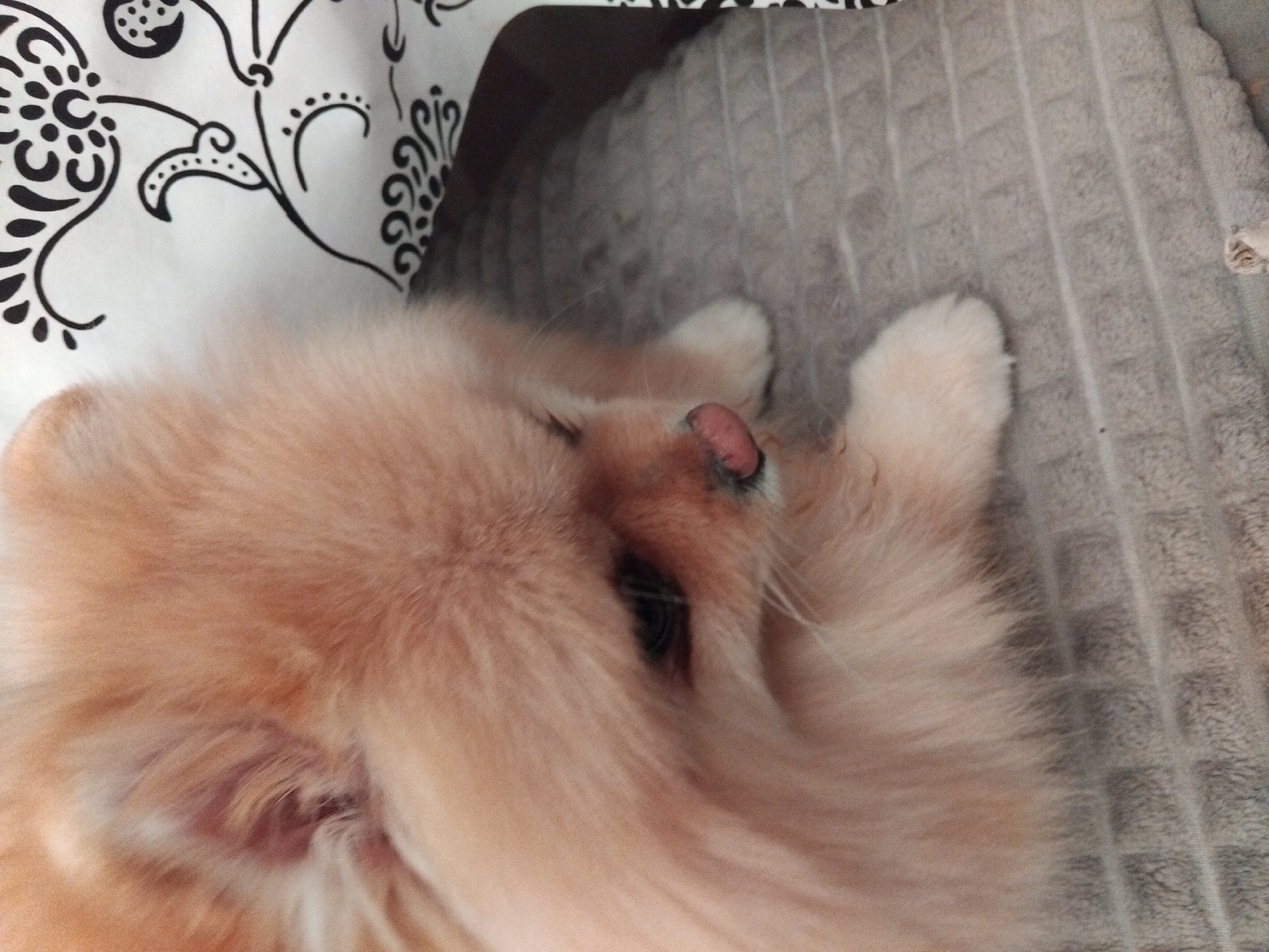 An overhead close-up shot shows a Pomeranian dog with fluffy orange fur. The dog is lying down on a textured gray blanket and a patterned white fabric. Its head is turned to the side, and its eyes are closed or nearly closed. The dog's nose is pink and slightly wet. The background is out of focus, but appears to be an indoor setting. There are no people or other animals visible in the image. The scene depicts a domestic setting and does not provide any information related to the city of Apriltsi, Bulgaria.