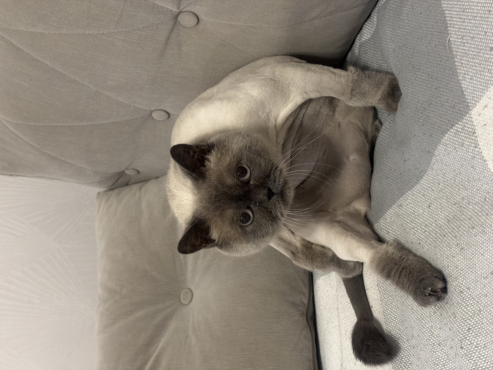 A light-furred, dark-pointed cat lies on its back on a grey sofa. The cat has dark ears and a dark face, and its body is mostly light-colored. The sofa is upholstered in grey fabric, with tufted buttons. The cat's tail is visible at the bottom of the frame. The scene occurs in a private residence. The location cannot be confirmed as Rostov-on-Don, Russia, since no corroborating details are present.