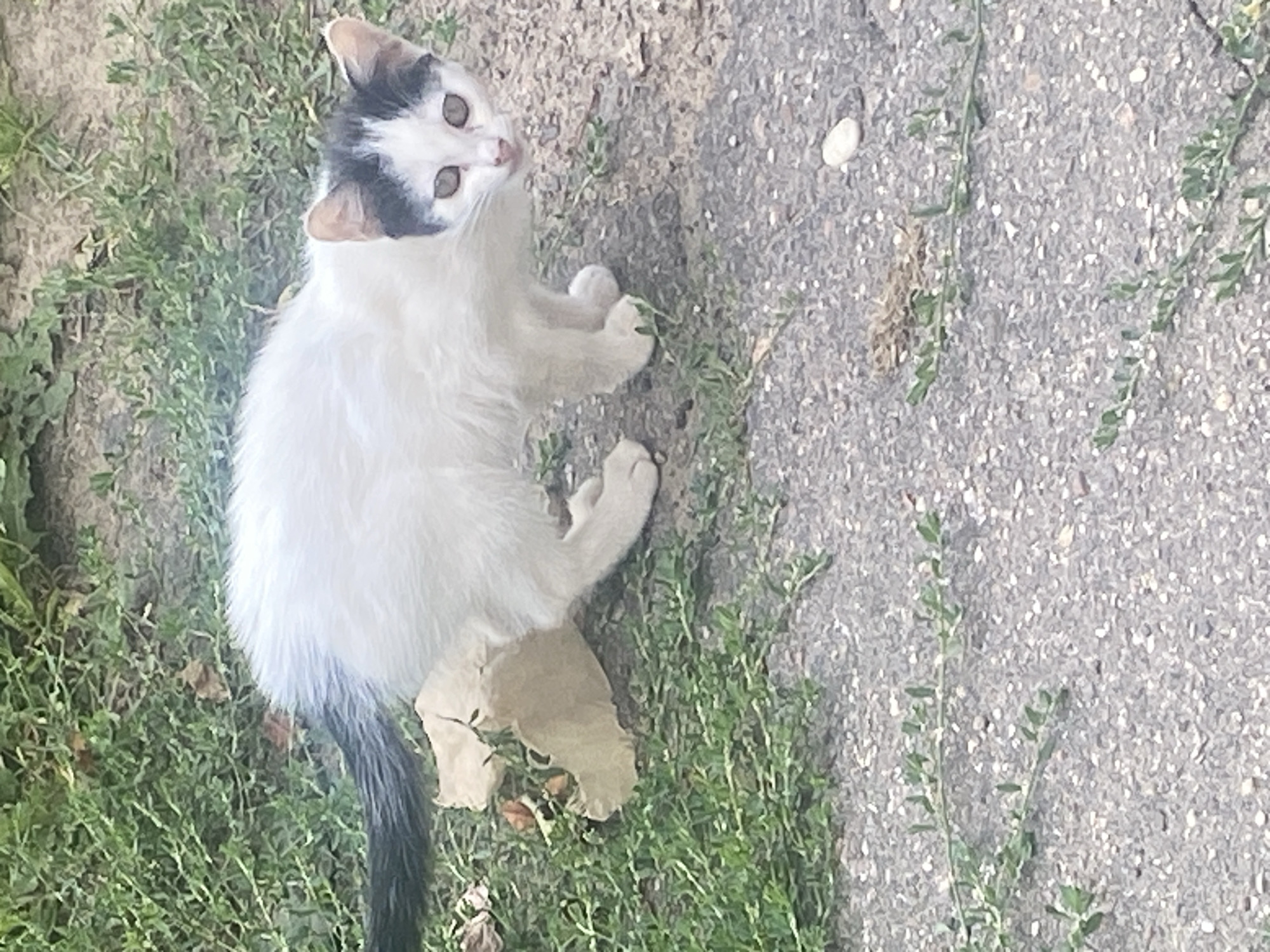 A young, black and white kitten is captured in an outdoor setting on a paved surface interspersed with sparse greenery. The kitten, positioned centrally, is facing the camera with a slight tilt of its head. Its fur is predominantly white with black markings on its head and a black tail. The eyes are wide and appear to be a light brown or amber color. The kitten's posture suggests it is either about to move or has just stopped.
The immediate environment consists of a rough, gray, asphalt-like surface covered in small pebbles and a few scattered green plants. To the left of the kitten, there is a patch of denser green grass. A piece of crumpled, light brown paper is visible near the kitten's hind legs in the grass. The background is blurred, showing more greenery and soil.
The image was taken in Krupki, Belarus.