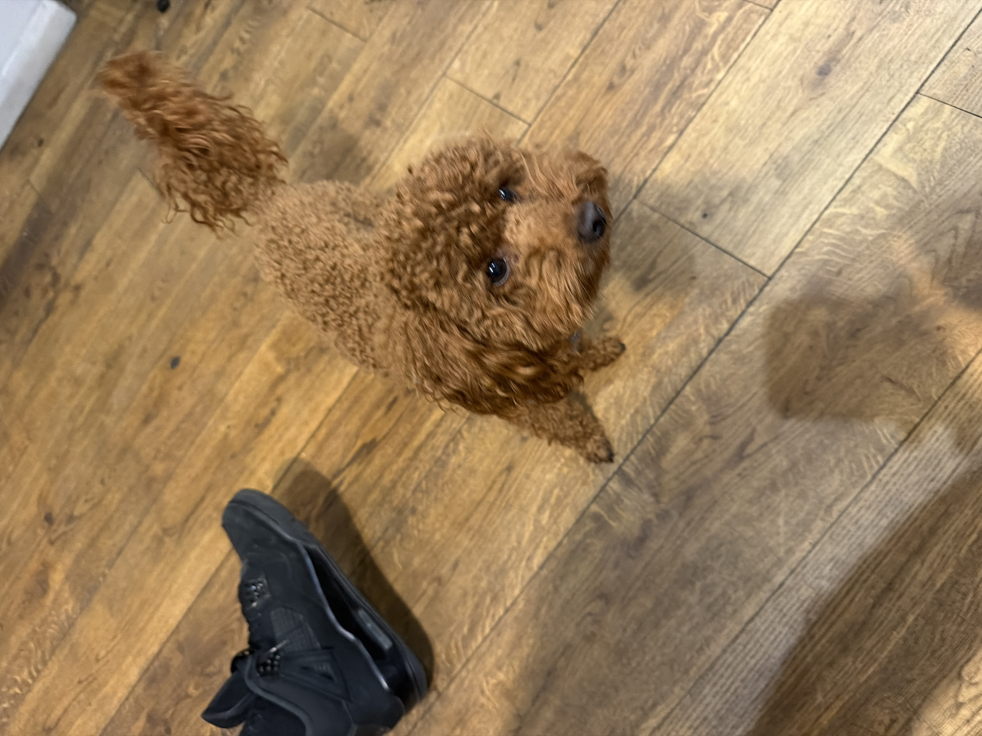 A brown poodle stands on a wooden floor. A black sneaker shoe is visible near the bottom left corner. The location is unknown and cannot be determined from the image.