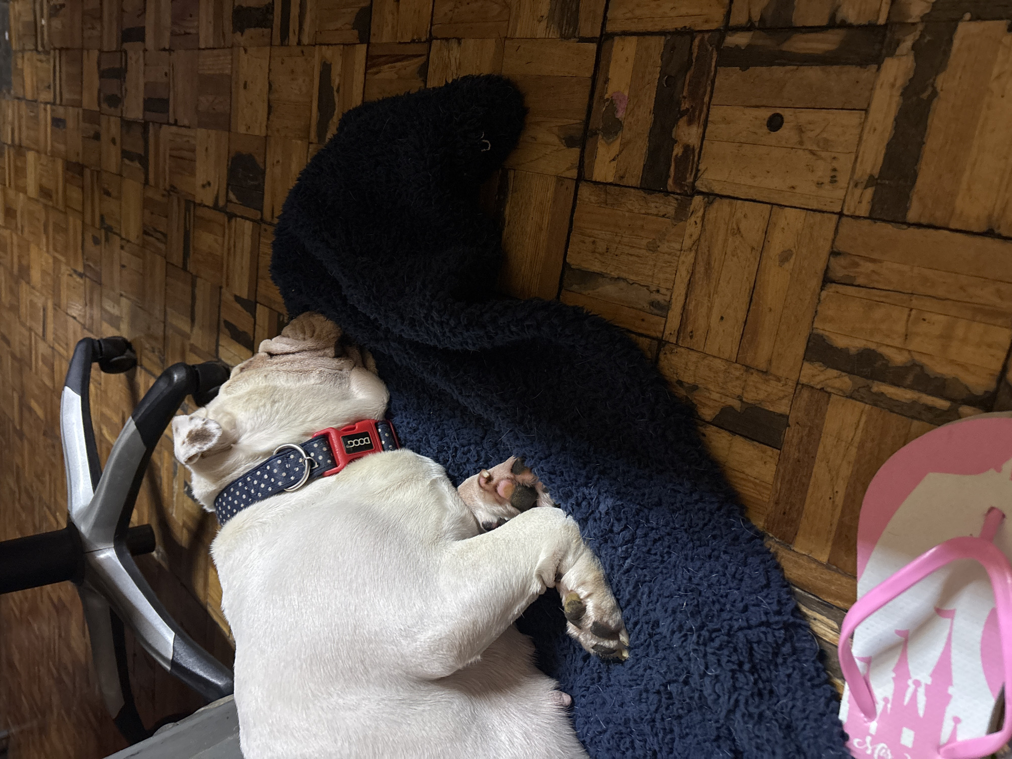 A white dog with a black and white polka dot collar with a red tag is asleep on a dark blue blanket on a floor made of light brown rectangular tiles with dark brown grout. The dog is curled on its side near a black and silver office chair on the left and a pair of pink and white flip-flops on the right. The location is Taxco, Mexico.