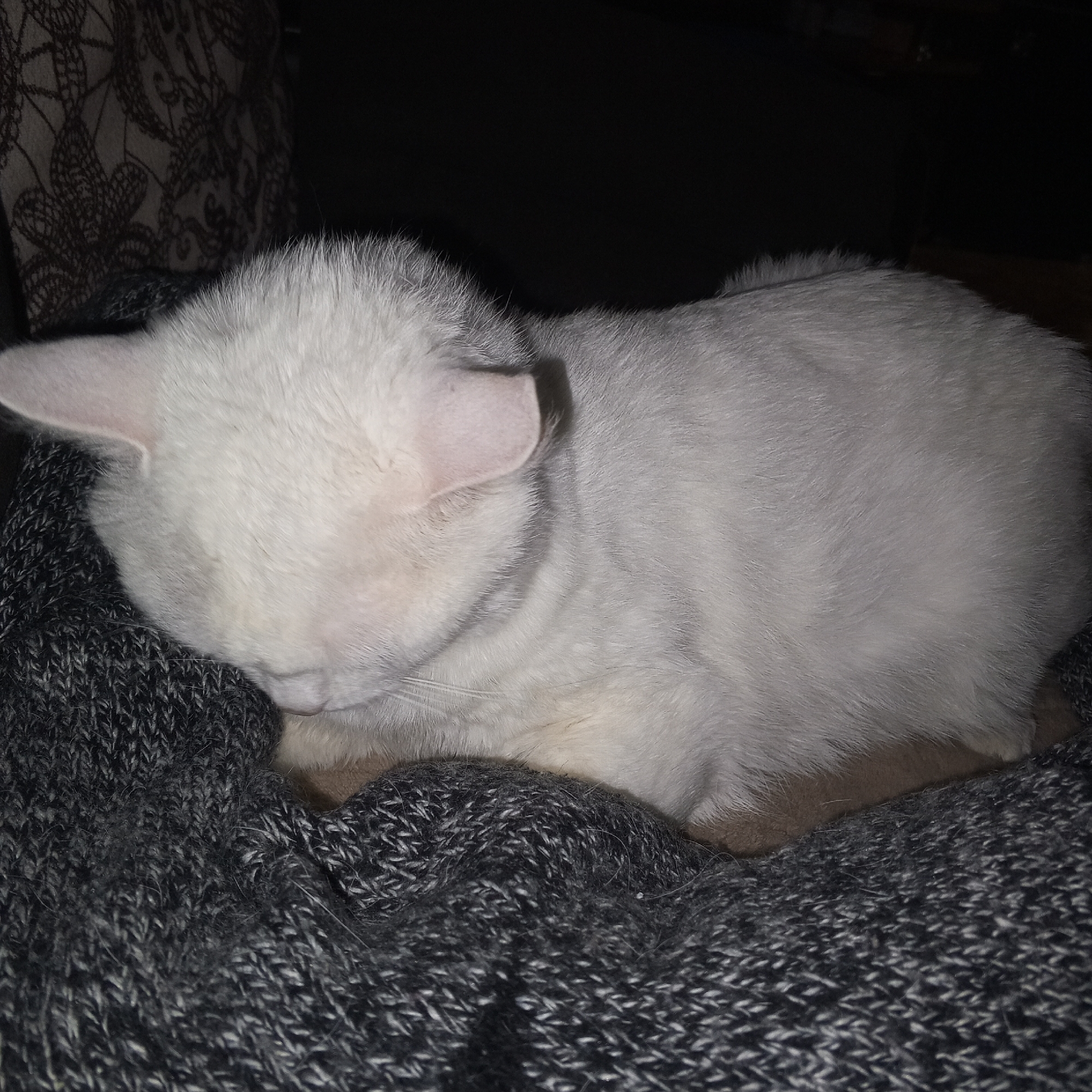 The image shows a white cat sleeping on a dark gray knitted blanket. The cat is curled up, with its head tucked in. The background is dark and indistinct, with a hint of a patterned cushion to the left. The image appears to be taken indoors, likely in a home environment. There is no information in the image to suggest it is located in Prokopyevsk, Russia.