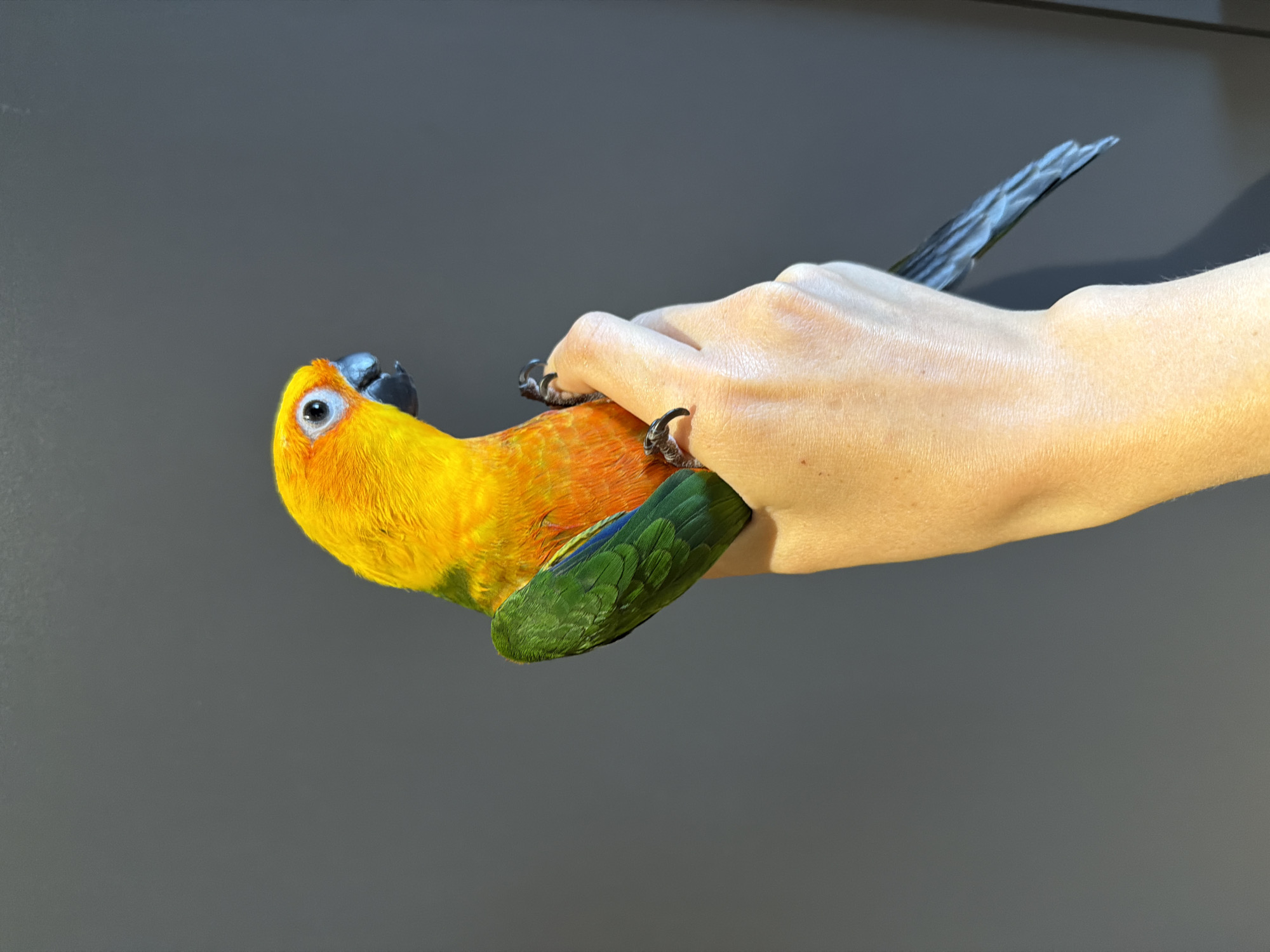A sun conure parrot is held in a person's hand against a plain grey background. The parrot is predominantly yellow and orange with green wings and a blue and black beak. Its talons are gripping the fingers of the hand. The hand is fair-skinned and appears to be an adult's. The parrot is positioned in the upper left quadrant of the image, while the hand and forearm extend from the bottom center towards the right. The background is a smooth, matte grey surface. There are no discernible landmarks or environmental features to indicate a specific location, including Khimki, Russia.