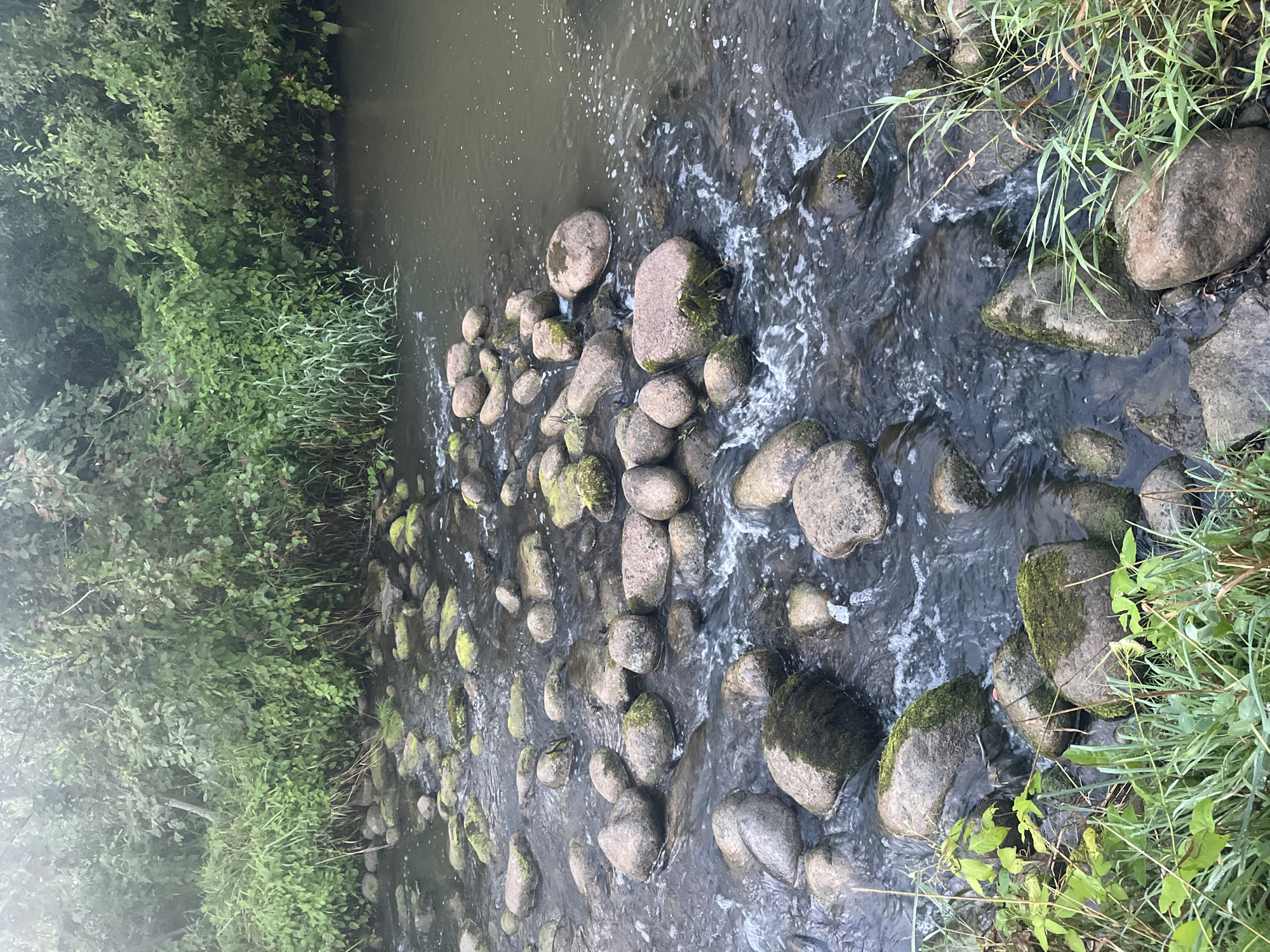 The image depicts a shallow, rocky stream flowing through a natural environment. The water is partially obscured by numerous smooth, rounded stones of varying sizes, many of which are partially covered in moss. The stream bed is uneven due to the stones, creating small rapids and ripples in the water. Lush green vegetation, including trees and tall grasses, lines the banks of the stream, creating a dense, natural backdrop. The overall scene conveys a sense of a secluded, undeveloped natural area. The location is identified as a stream in the city of Ol'gino, Russia.