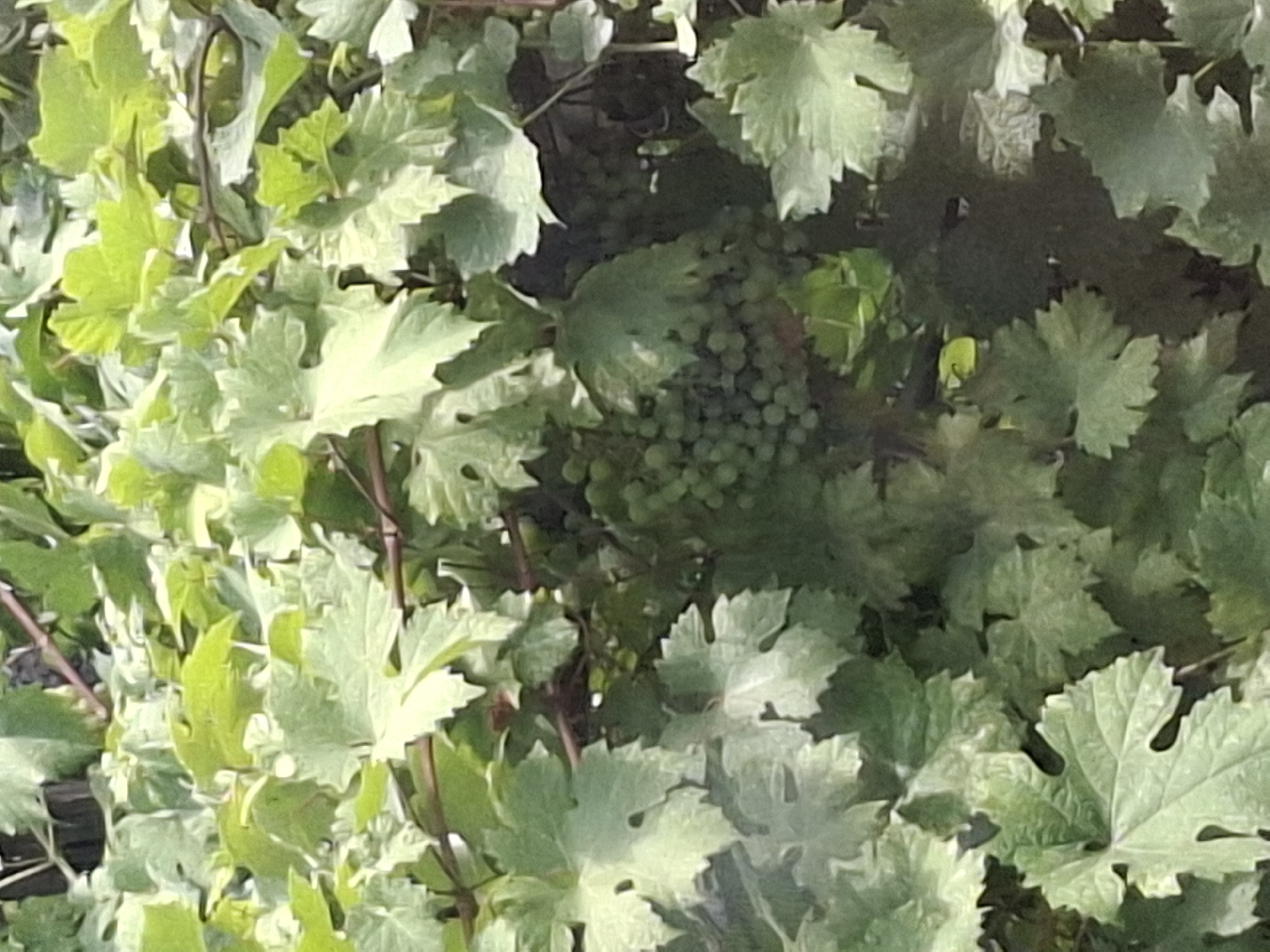 The image shows a close-up view of green grape leaves and a cluster of green grapes. The lighting suggests it is daytime, with shadows indicating a natural outdoor setting. The scene is filled with lush foliage, characteristic of a vineyard or garden. The image does not contain any people or specific identifiable landmarks that would indicate its location within the city of Almaty, Kazakhstan.