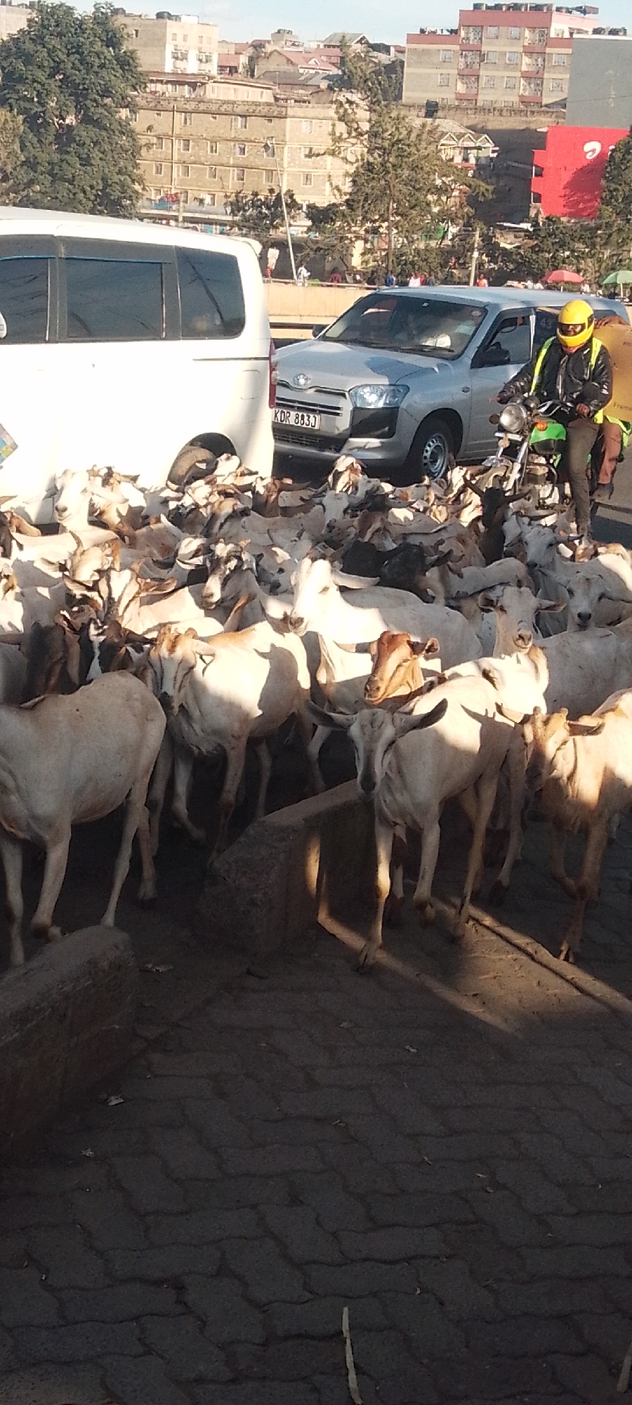 The image shows a large herd of goats blocking traffic in Nairobi, Kenya. The goats are mostly white with some brown patches, and they are standing on a paved road. Several vehicles are visible including a white van, a silver compact utility vehicle, and a motorcycle with a rider wearing a yellow helmet. The background includes buildings and trees, suggesting an urban environment. The photo captures the incongruous sight of livestock impeding urban traffic.