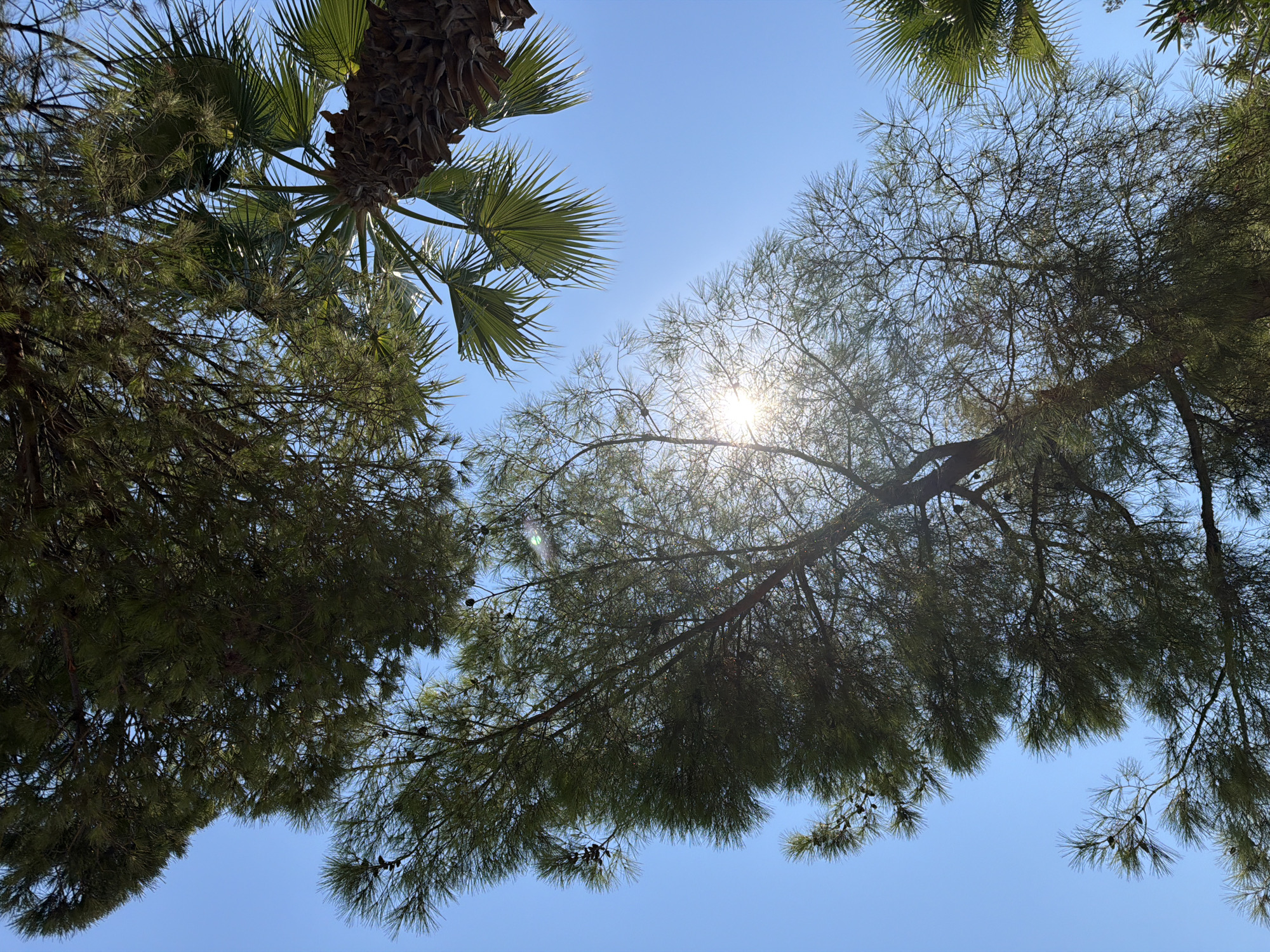 The image is a low-angle shot looking up at palm trees and pine trees against a clear blue sky. The sun is visible through the branches of a pine tree, creating lens flare. The scene suggests a warm, sunny day in an outdoor location. Given the presence of palm trees, it is likely a coastal or Mediterranean climate. Marmaris, Turkey is a coastal resort town known for its beaches and palm-lined promenades, making it a plausible location for this scene.