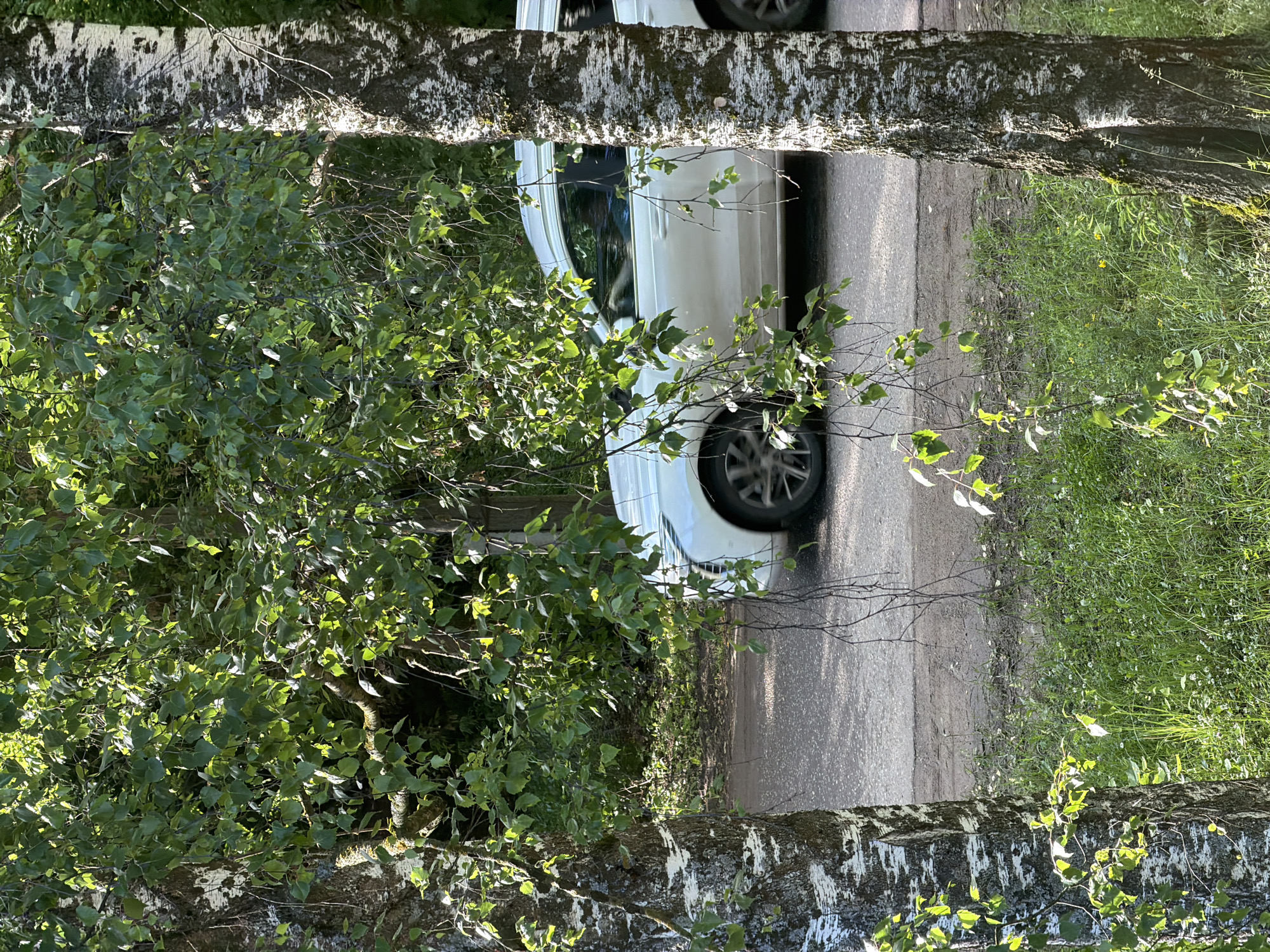 The image depicts a roadside scene with lush greenery and a white car. Two birch trees with distinct white and black bark flank the foreground, their branches laden with green leaves. The leaves on the left tree are illuminated by sunlight, creating a dappled effect. Through the foliage of these trees, a paved road is visible, with a white car driving on it from left to right. The car appears to be a modern SUV. The area beyond the road is covered in dense vegetation, including grass and smaller plants. The overall impression is a natural setting juxtaposed with a man-made element, the car. The image was taken in the city of Shikhovo, Russia, as indicated by the context provided.