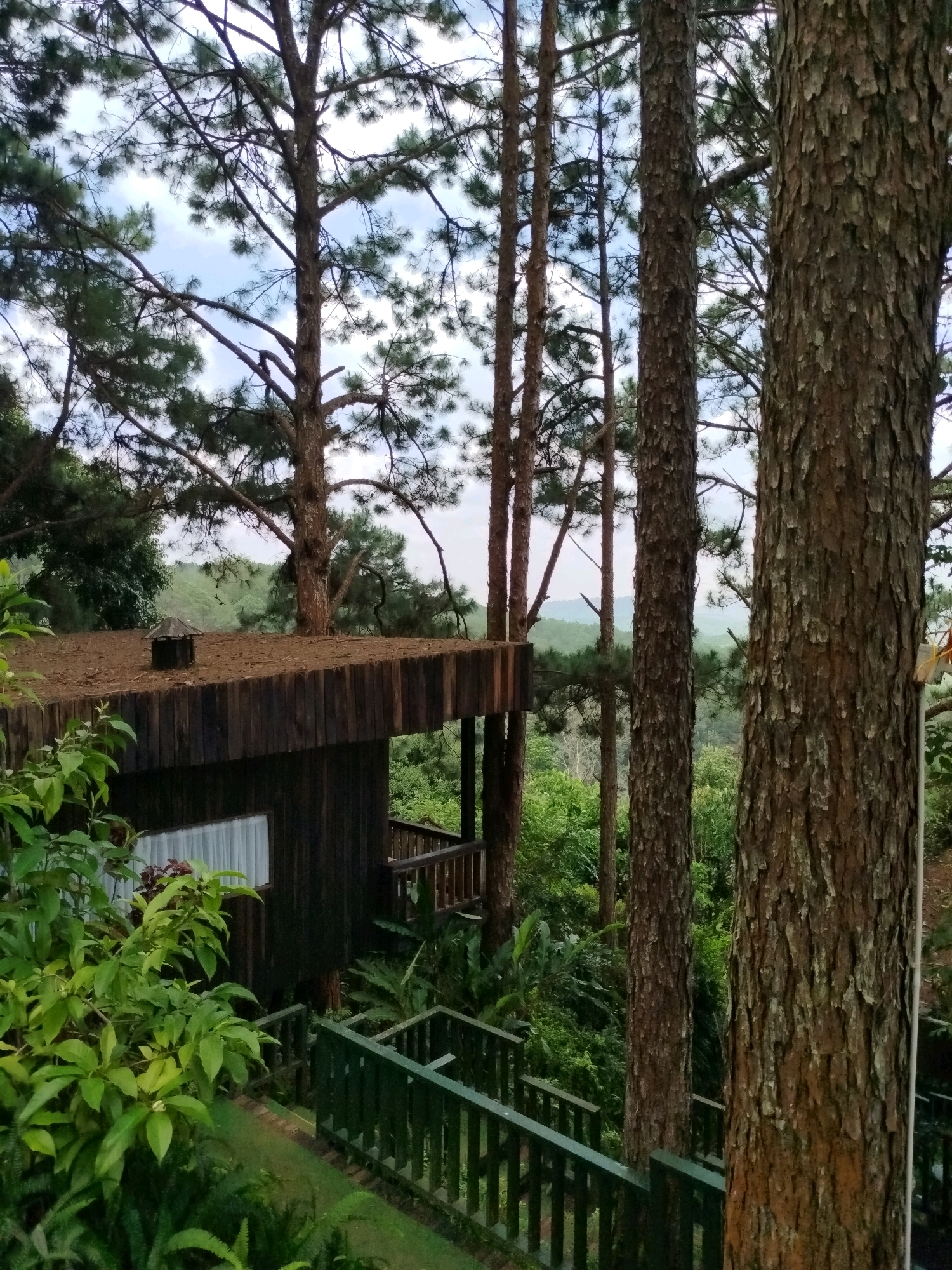 A rustic wooden cabin is nestled amongst tall pine trees on a hillside overlooking a lush, green valley. The cabin has a dark wood exterior and a wooden shingled roof with a small, dark chimney. A window with white curtains is visible on the side of the cabin, and a wooden balcony extends from the side. A green wooden railing follows a path leading down from the cabin, surrounded by dense foliage. The overall impression is one of peaceful seclusion in a natural setting. The specific location in Da Lat, Vietnam, is not identifiable from the image alone, but the environment suggests a mountainous or highland area, consistent with Da Lat's geography.