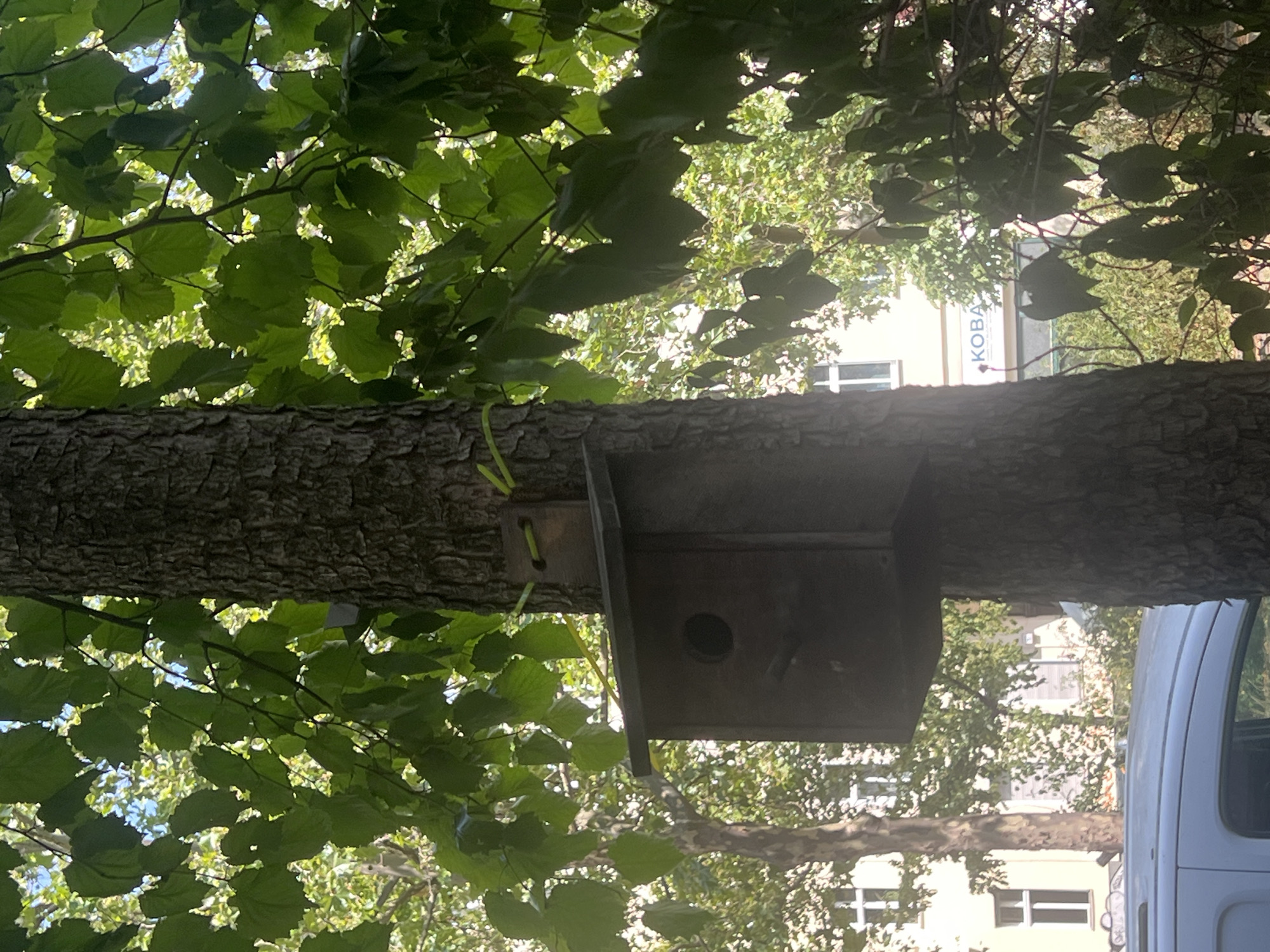 An outdoor, eye-level, medium shot shows a birdhouse mounted on a tree trunk. The birdhouse is made of wood and has a round opening on its front face. A bright yellow cord is attached to the top of the birdhouse, extending upwards and around the tree trunk, seemingly securing it. The tree is tall with rough bark and is surrounded by lush green foliage. In the background, buildings with windows are visible, suggesting an urban setting. The lower portion of the image shows the roof of a white van. The scene appears to be a street in Berlin, Germany, based on the architectural style of the buildings and the presence of a sign with "KOBA" visible on one of them.
