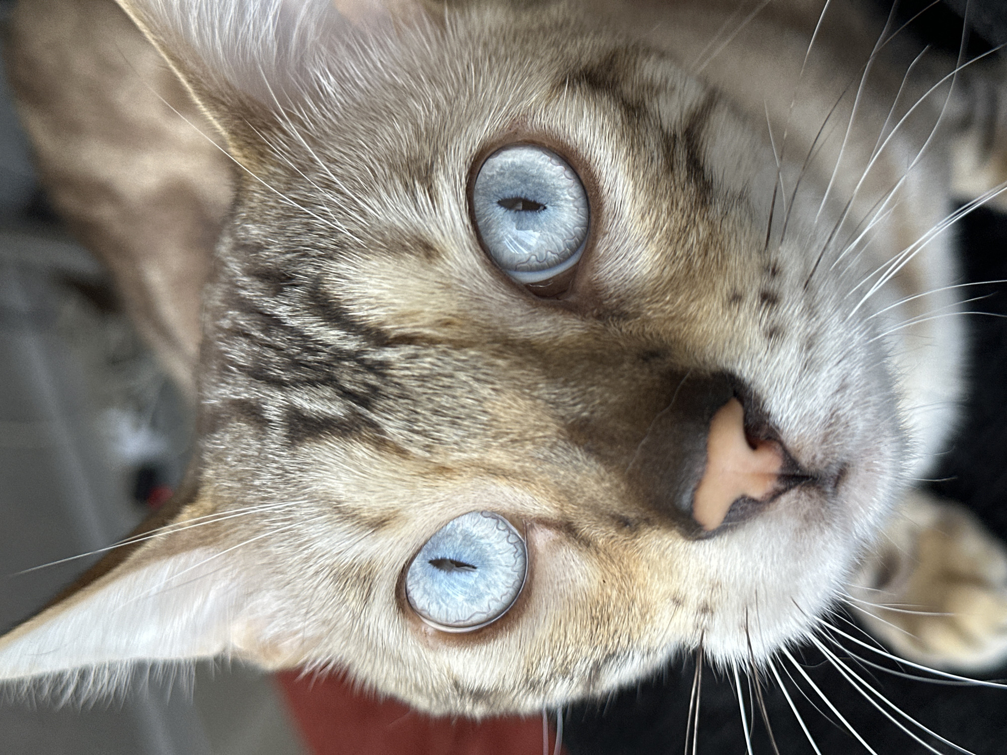 A close-up, eye-level shot focuses on the face of a Bengal cat. The cat's fur is a mix of light brown and dark brown tabby markings. Its most striking features are its large, piercing blue eyes, which dominate the frame. The cat's nose is a light pinkish-brown, and long white whiskers fan out from its muzzle. The background is blurred, with hints of red and dark gray, suggesting an indoor setting. There is no information in the image to suggest a location in Gornyi Erik, Russia.