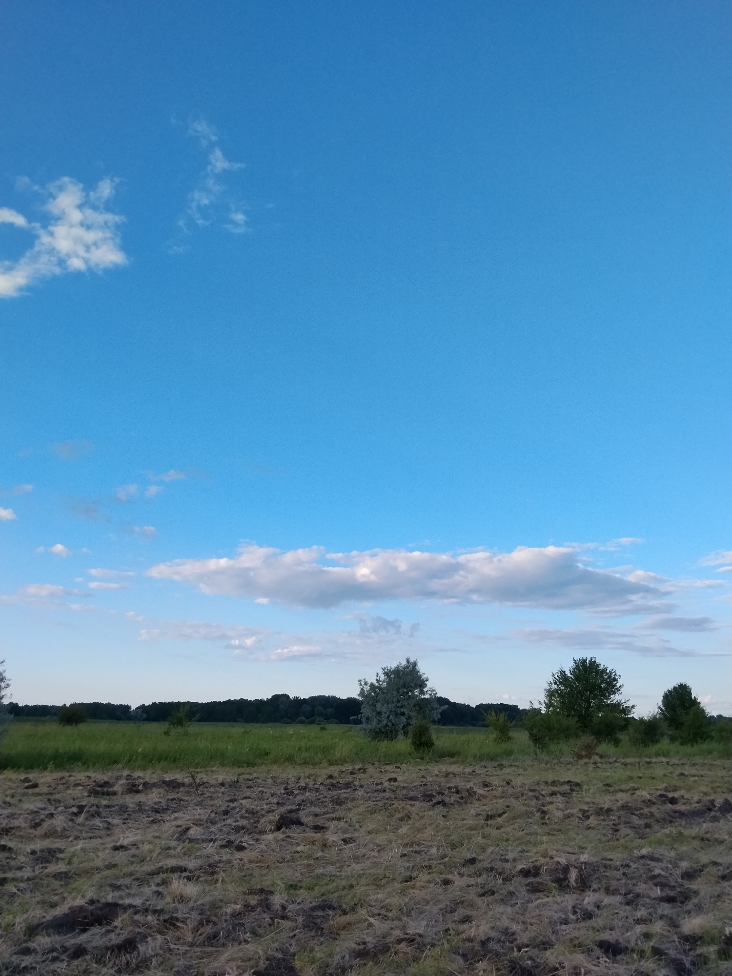The image depicts a rural landscape under a bright blue sky with scattered white clouds. In the foreground, a field of dry, mowed grass and dark soil is visible, suggesting agricultural activity. Beyond this field, a strip of green grass leads to a dense line of trees forming the horizon. Several trees, including a lighter-colored, possibly deciduous tree, are sparsely distributed in the middle ground. The scene appears to be a serene countryside view, possibly located in or around Ustyvytsya, Ukraine, given the context. There are no people or animals present in the image.
