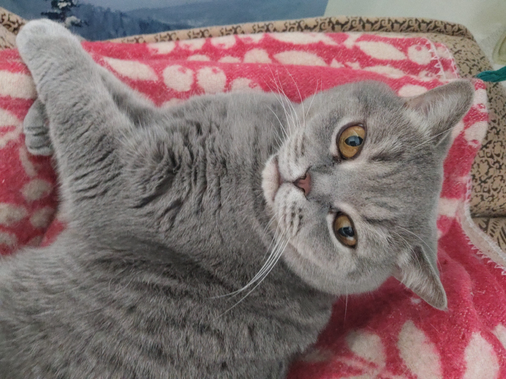 A gray shorthair cat lies on its back on a blanket with pink and white spots. The cat's left front paw is raised and its head is tilted towards the right. The cat has yellow eyes and a pink nose. The location is Unknown, Unknown.