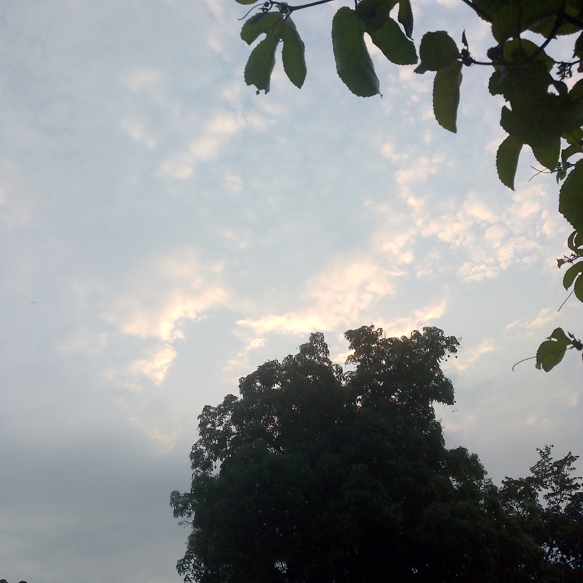 The image presents a view toward the sky, partially obscured by foliage. In the foreground, leaves from a vine or similar plant frame the upper portion of the shot. Below this, a dark green cluster of trees dominates the lower part of the image. The sky is overcast, with a mix of white and gray clouds. A brighter area of sky is visible above the trees, indicating the sun's position. The photograph was taken in Tinaquillo, Venezuela.