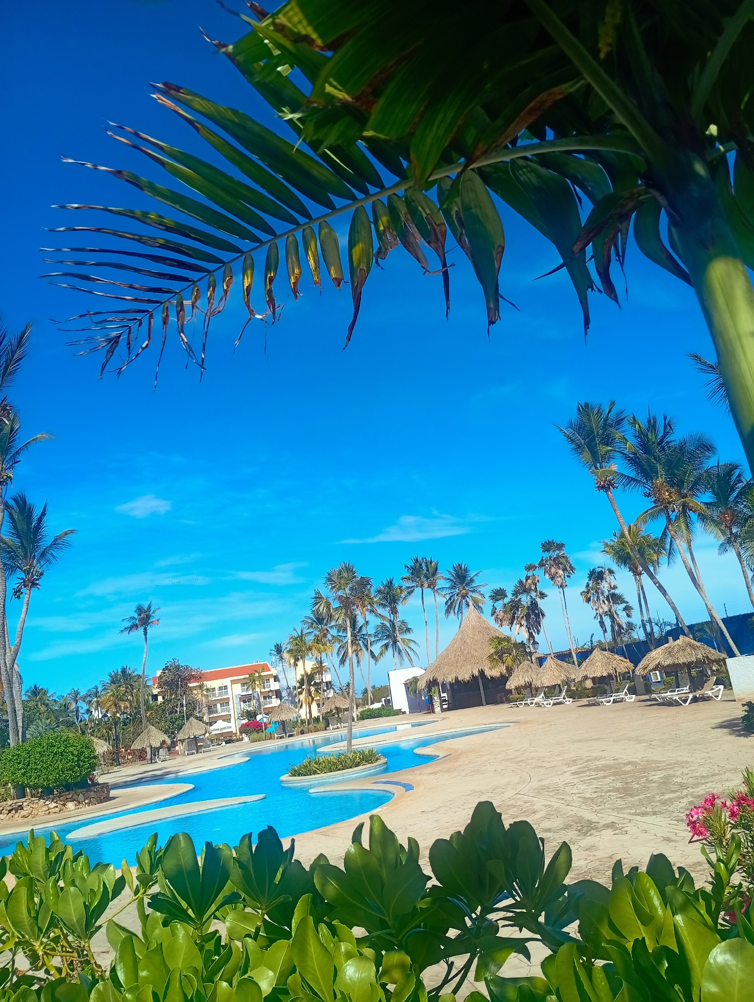 The image shows a scene in Playa El Agua, Venezuela. In the foreground are vibrant green plants, possibly shrubs, with some pink flowers to the right. Beyond them, a winding blue swimming pool is visible, surrounded by a beige-colored concrete area. Several thatched-roof structures resembling huts or cabanas are scattered around the pool, along with white lounge chairs.
Palm trees are abundant throughout the scene, creating a tropical atmosphere. In the background, a multi-story building with a red roof and white facade is visible. The sky is a clear, bright blue with a few wispy clouds. A palm frond with some dried leaves hangs from the top of the frame, acting as a natural frame for the scene. The scene appears to be a resort or recreational area on a sunny day.