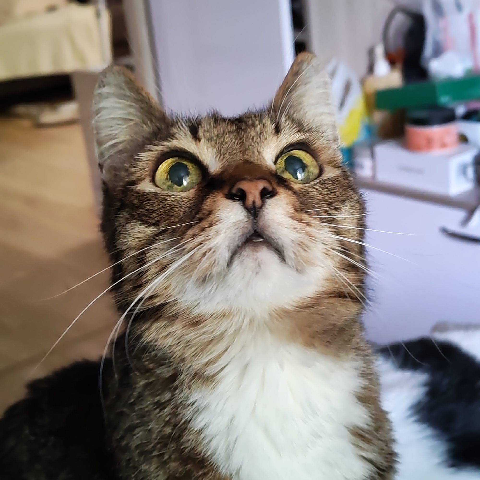 A close-up portrait of a tabby cat with green-yellow eyes looking upwards. The cat has brown and black stripes with white fur on its chest. The background includes blurred objects suggesting an indoor environment. The image provides no information about the location or the city of Chaikovsky, Russia.