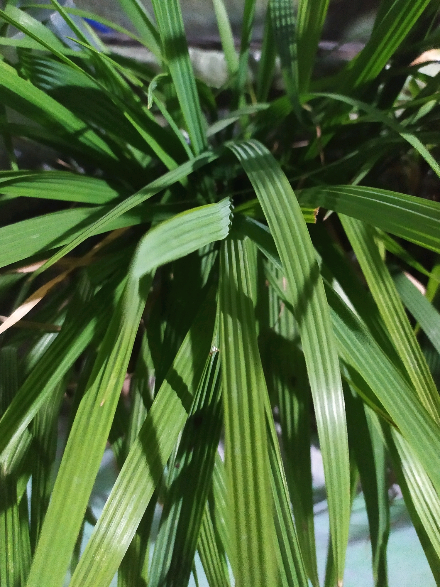 The image is a close-up, top-down view of green, long, slender leaves of a plant, likely a type of palm or similar foliage. The leaves are vibrantly green with distinct parallel veins running lengthwise. Some leaves are sharply in focus, while others are slightly blurred, creating a sense of depth. Shadows are cast across the leaves, indicating the direction of light. In the background, out of focus, there appears to be a textured surface, possibly a wall or building, and hints of lighter colors suggesting an outdoor or semi-outdoor setting. The overall impression is one of lush greenery. There is no discernible location in the city of Glagagawangi, Indonesia depicted in this image; it is a close-up of plant foliage. No people, actions, or interactions are visible.