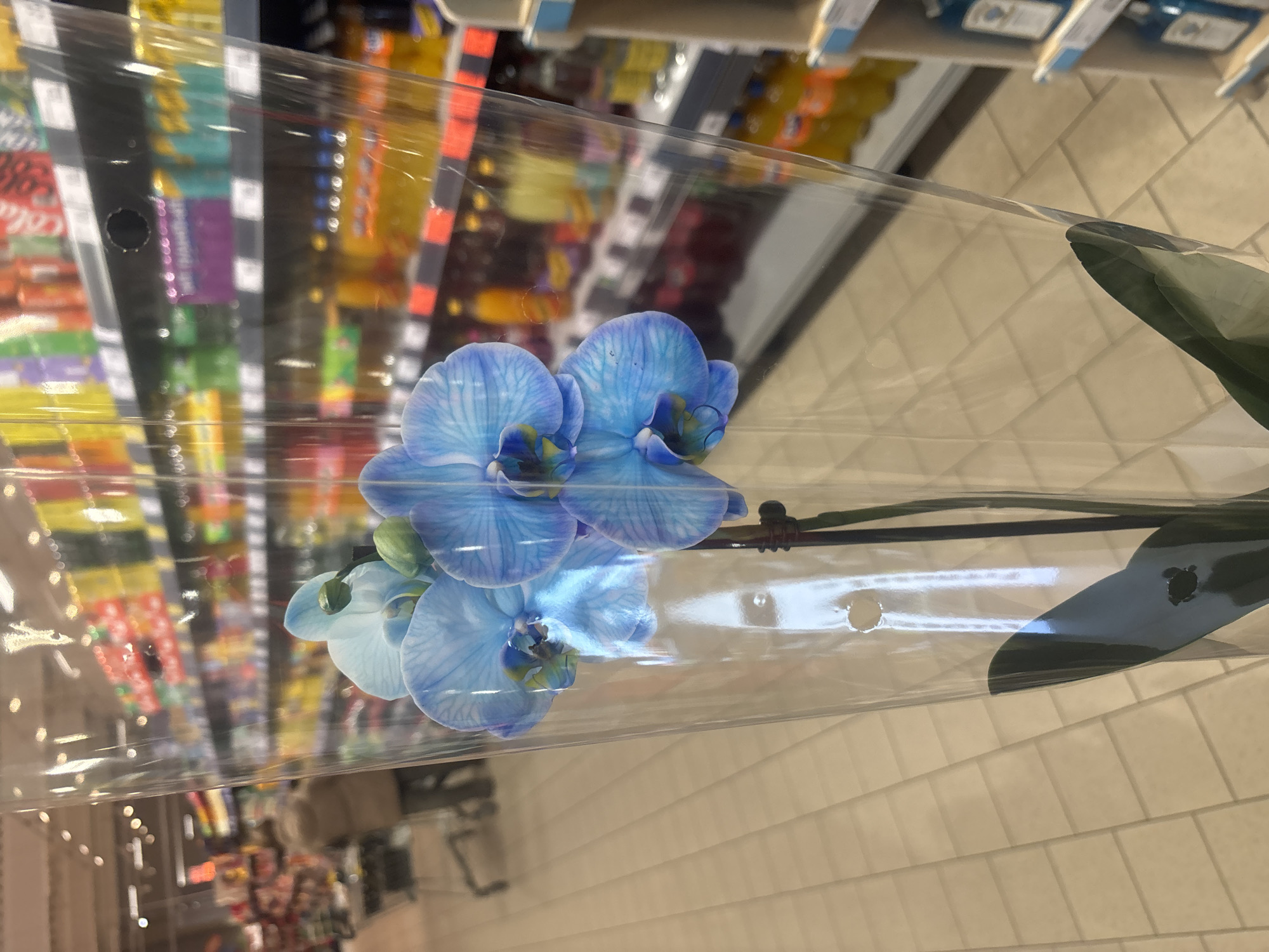 A blue orchid in clear packaging is in a store, likely a supermarket, in Plovdiv, Bulgaria. The flowers are a vibrant blue, with some unopened buds visible. A black stem and green leaves can be seen through the packaging. The background shows supermarket shelves stocked with various items, and tiled flooring.