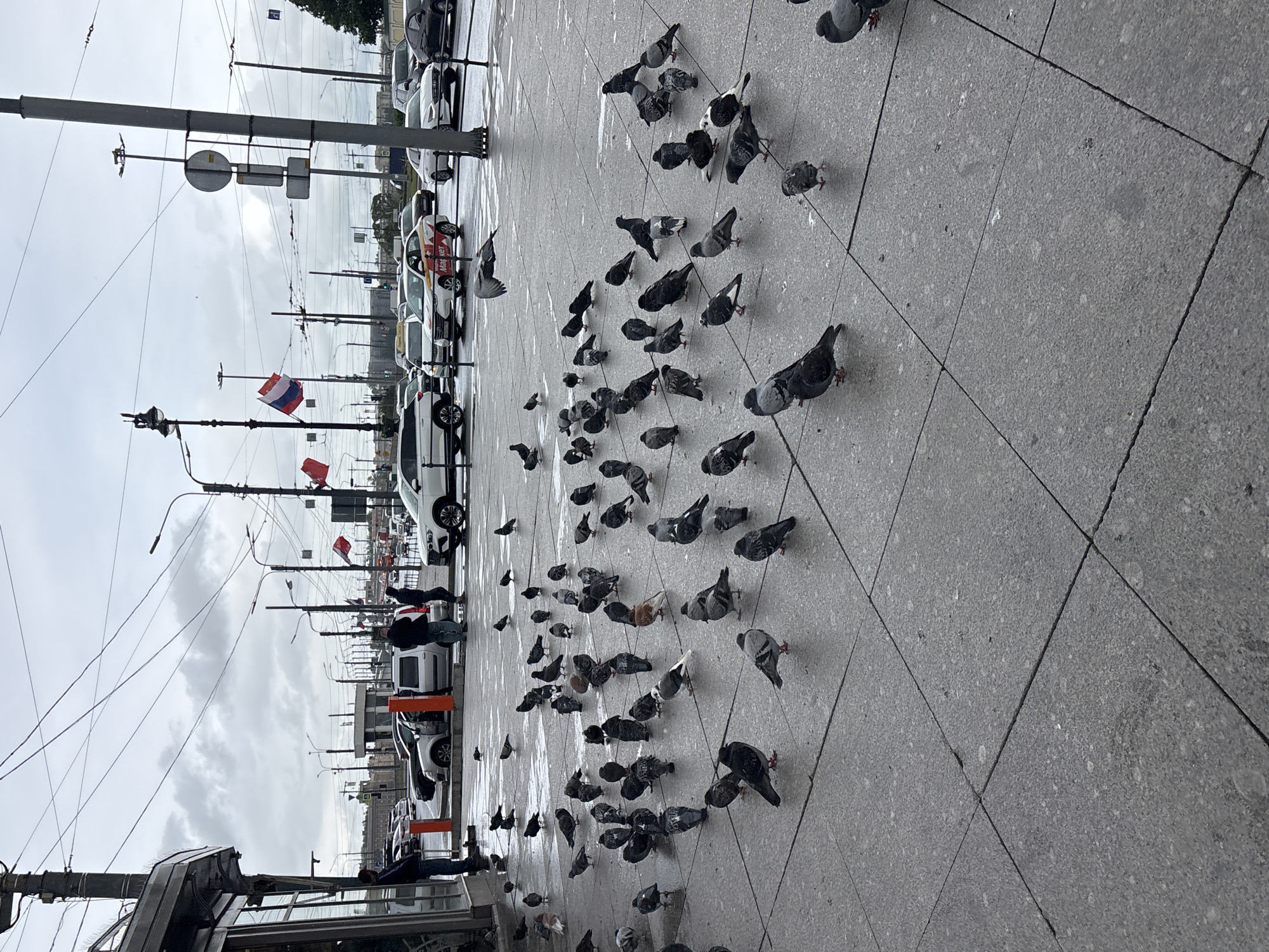 The image depicts a street scene in Saint Petersburg, Russia. A large flock of pigeons occupies the grey, tiled sidewalk. A row of parked cars lines the street. Utility poles, some displaying Russian flags, stand along the roadside. The sky is overcast. Two people are seated next to each other with no apparent interactions with each other nor any apparent interactions with the pigeons. The perspective is tilted, giving the scene a slightly disorienting view.