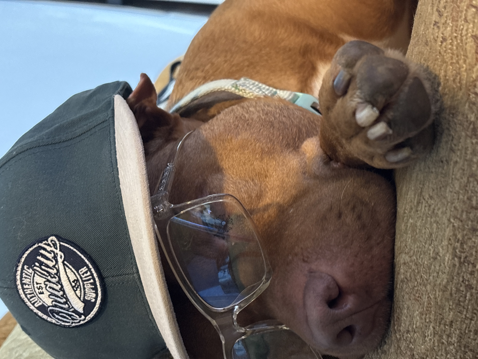 A humorous, close-up portrait features a brown dog, likely a pit bull type, resting or sleeping on a textured, light brown sofa in what appears to be an indoor setting in Sofia, Bulgaria. The dog is positioned on its side, with the image rotated 90 degrees clockwise, giving it a relaxed posture.
The dog is wearing a dark green baseball cap with a light-colored brim, tilted casually on its head. A circular patch on the cap's side displays stylized white text, clearly reading "QUALITY" and "SUPPLIES," with "AUTHENTIC EST." also visible. The central, more prominent text on the patch is highly stylized. Clear-framed sunglasses with a slight blue tint rest on the dog's snout, adding to its "cool" demeanor. A small metallic, cross-like embellishment is visible on the temple arm of the sunglasses.
The dog's rich brown fur covers its head and visible body. Its dark nose is prominent, and one paw, complete with visible pads and nails, rests against the sofa fabric. A patterned collar, light blue or green with a checkered design, is visible around its neck. The background behind the dog's head is a bright, light blue, possibly indicating a window or a clear sky. The scene conveys a sense of peaceful relaxation and comical charm.