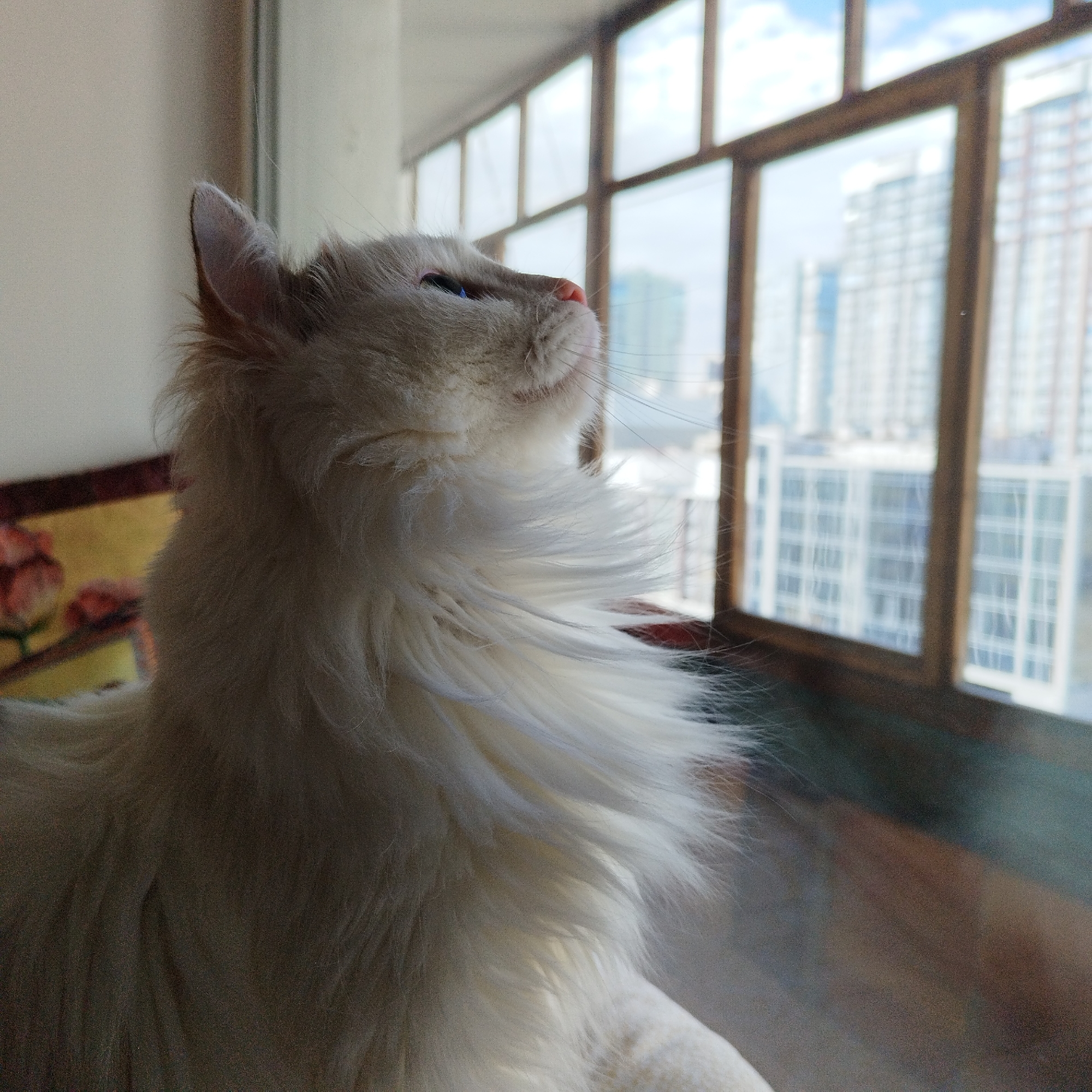 A fluffy, white cat is captured in a close-up, side profile view, looking upwards and to the right, out of a large window. The cat's pristine white, long fur is prominent, especially around its neck and chest, appearing soft and well-groomed. Its left ear is visible, and a striking blue eye with a small pink nose and delicate whiskers are clearly seen on its upward-facing snout.
The cat is positioned indoors, with its back and lower body partially in shadow, while its head and chest are brightly illuminated by natural light streaming through the window. Behind the cat's left side, a blurred object with a reddish and yellow patterned design is visible, possibly a piece of furniture or decor.
The window itself is divided into multiple panes by dark brown frames, offering a view of an urban landscape. Several tall, modern buildings are visible in the distance, partially obscured by the window frame. The sky outside is partly cloudy with patches of blue. The overall impression is one of serene observation, with the cat seemingly captivated by something outside the window during what appears to be daytime. There is no visible text in the image.