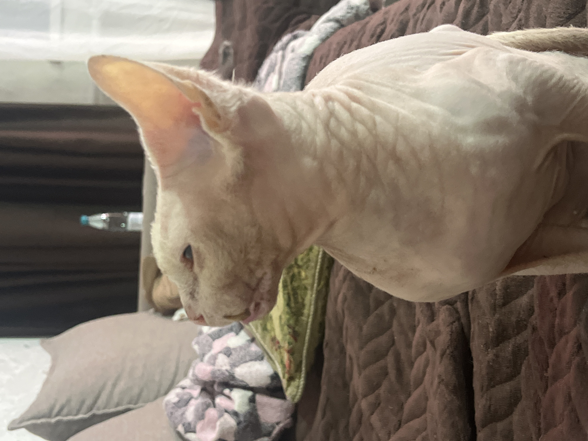 A Sphynx cat is positioned on a brown textured surface, likely a bed or sofa. The cat is light-skinned with visible skin folds and large ears. Its head is turned to the left, showing its profile and a portion of its face with visible eyes and mouth. In the background, pillows, a bottle, and curtains are visible, suggesting an indoor setting. The lighting appears to be natural, coming from the right side of the frame.