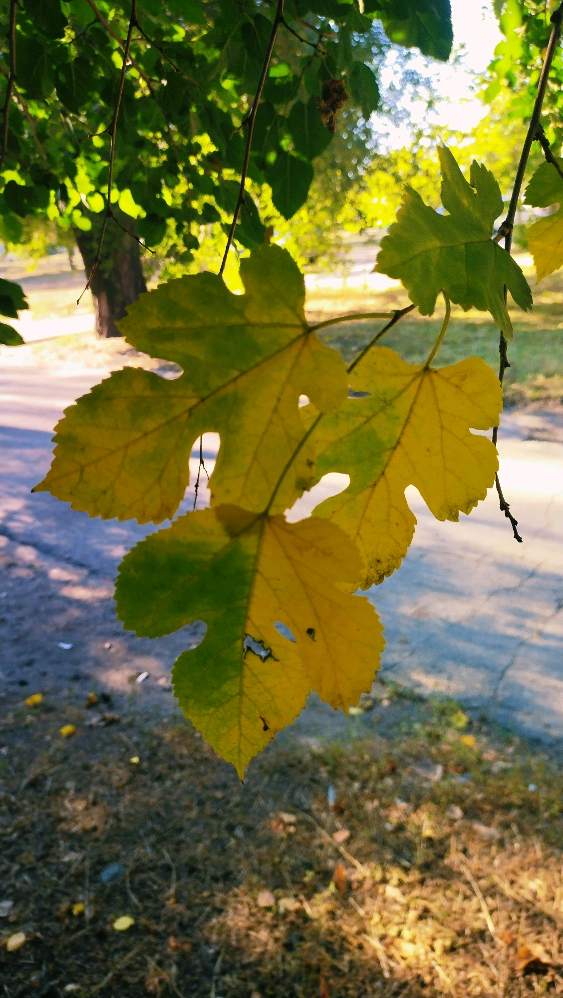 A close-up, low-angle shot captures three large, deeply lobed leaves hanging from a tree branch, illuminated by sunlight. The leaves are transitioning from green to yellow, with some areas showing browning and holes. They hang over a paved area with sparse dry grass and scattered leaves. In the background, out of focus, a tree trunk is visible, along with a sunlit area suggesting a park or outdoor space in the city of Horishni Plavni, Ukraine. The overall lighting indicates it is daytime, likely late afternoon due to the warm sunlight and shadows.