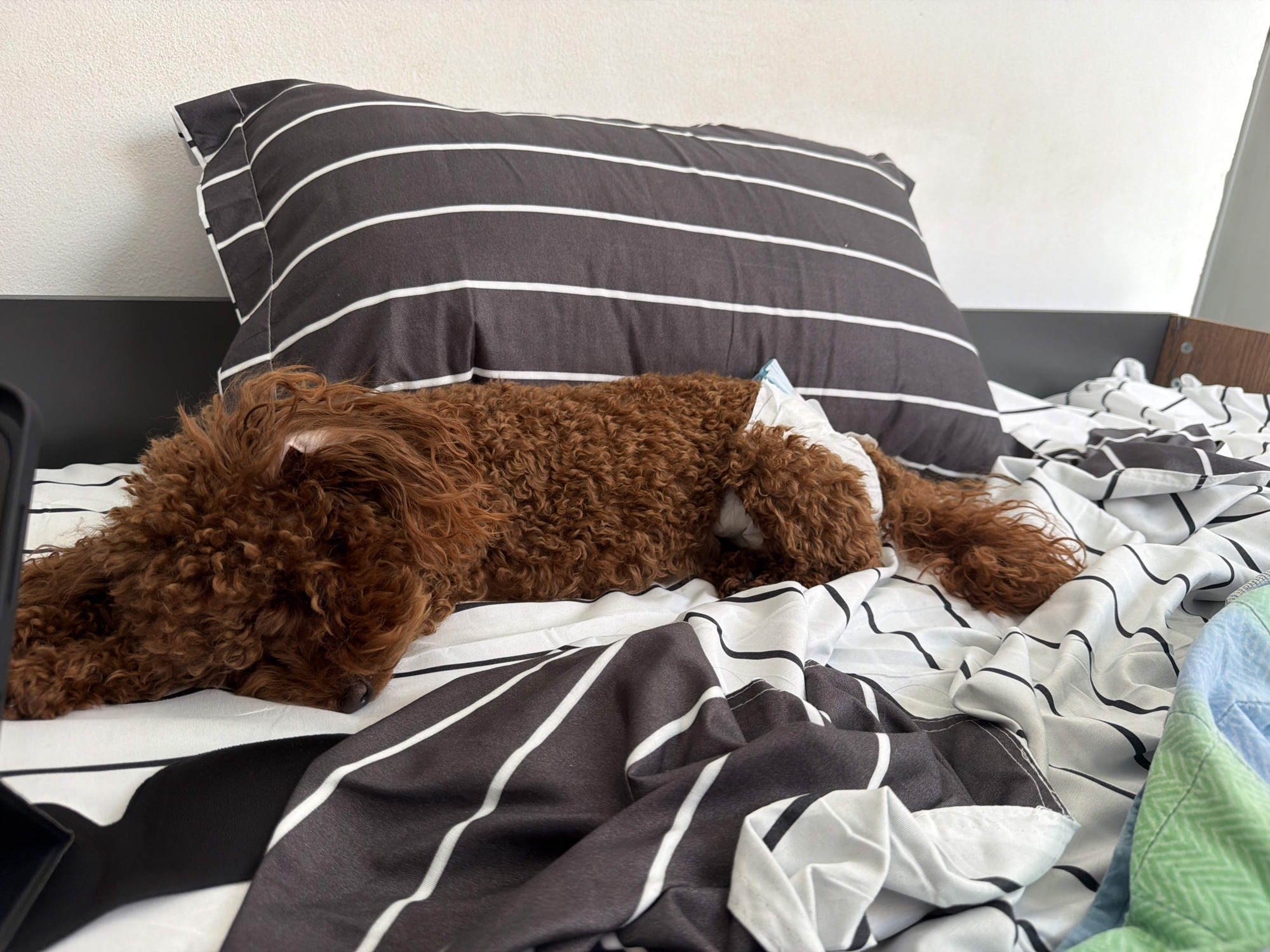 A small, reddish-brown dog with distinctive curly fur is captured sleeping soundly on a bed. The dog, likely a poodle or similar breed, is lying on its side, facing to the left with its head resting gently on the patterned bed sheets. A light blue and white diaper or wrap is visible around its hindquarters.
The bed is adorned with rumpled sheets featuring a bold black and white striped pattern; some stripes are straight, while others appear wavy across the fabric. A large, rectangular pillow with matching straight black and white stripes is positioned behind the dog, leaning against a dark grey or black bed frame or headboard. The background consists of a plain white wall, suggesting an indoor setting, likely a bedroom. On the far right, a colorful blue and green patterned blanket or sheet is partially visible.
The scene conveys a sense of calm and comfort, with the dog appearing deeply relaxed in its slumber. The lighting suggests it is daytime, although no direct light source is prominently displayed. There is no visible text in the image. While the location context is Sofia, Bulgaria, there are no specific visual cues within the image itself to indicate this geographical detail.