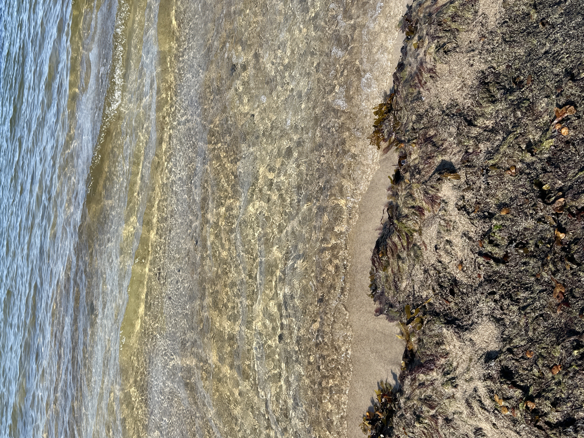 The image shows a close-up view of the shoreline at Meremõisa, Estonia. The foreground is dominated by a wet sand bank covered with a dense layer of dark brown and green seaweed. Small pieces of the seaweed are scattered across the sand. The water's edge is visible, with small, gentle waves lapping at the shore. The water itself is clear and shallow, allowing the sandy bottom to be seen, which is also lightly covered with seaweed in places. The water exhibits ripples and reflections of sunlight, creating a shimmering effect. The overall impression is of a natural, undisturbed coastal environment. There are no people or man-made structures visible in the image.
