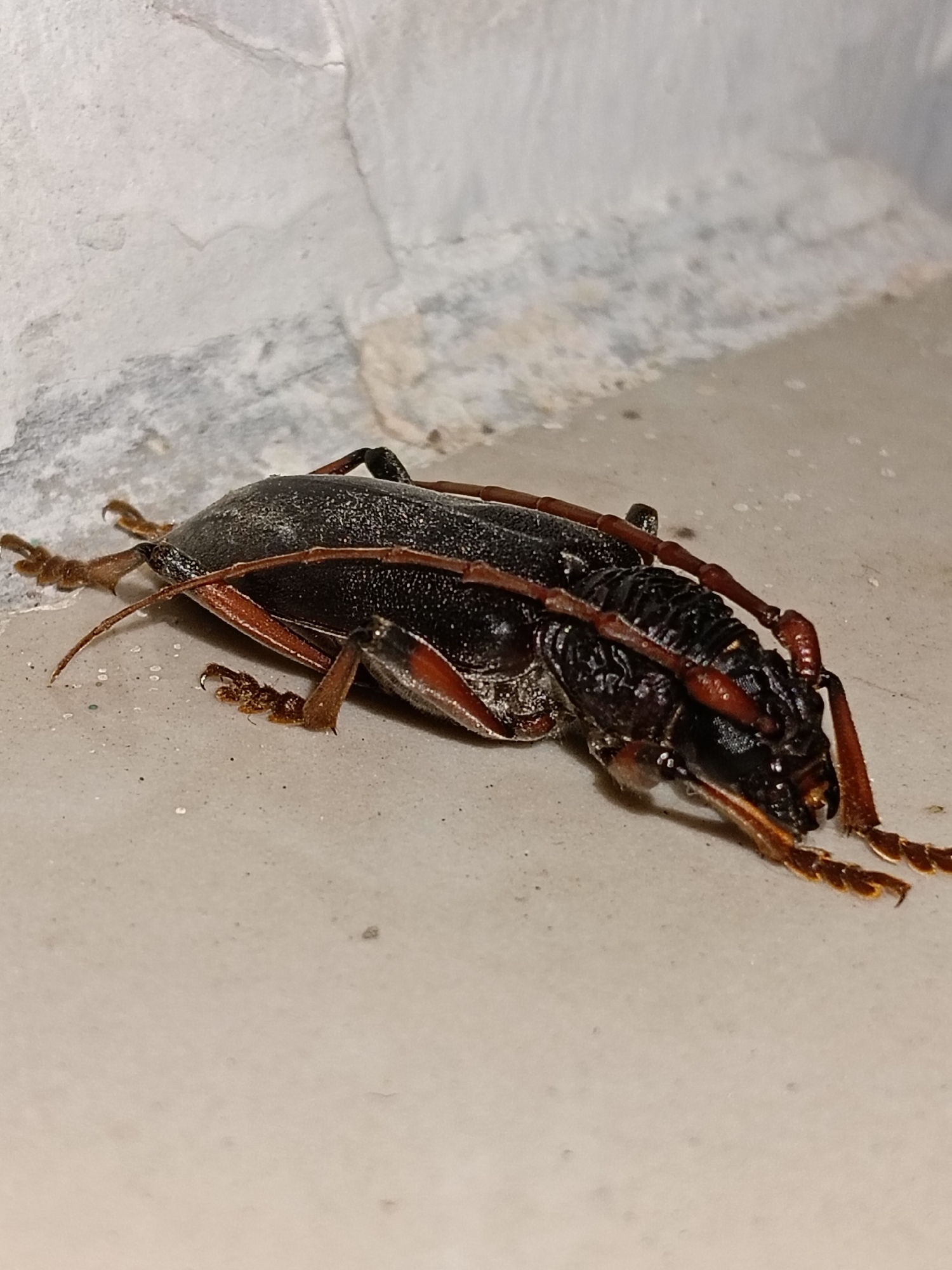 A close-up photograph captures a large, dark-bodied beetle lying on a light-colored, smooth surface next to a textured, greyish-white wall. The beetle, likely a longhorn beetle (Cerambycidae family) due to its prominent, long, segmented reddish-brown antennae, appears to be motionless, possibly deceased or incapacitated, with its legs splayed out. Its body is dark, almost black, with reddish-brown legs that have visible claws at their ends. The background wall shows some cracks and variations in texture, suggesting an older or unfinished surface. The lighting suggests dim conditions, possibly indoors or at night, with a direct light source illuminating the insect and creating shadows. This scene takes place in Lhokseumawe, Indonesia. There is no visible text in the image.