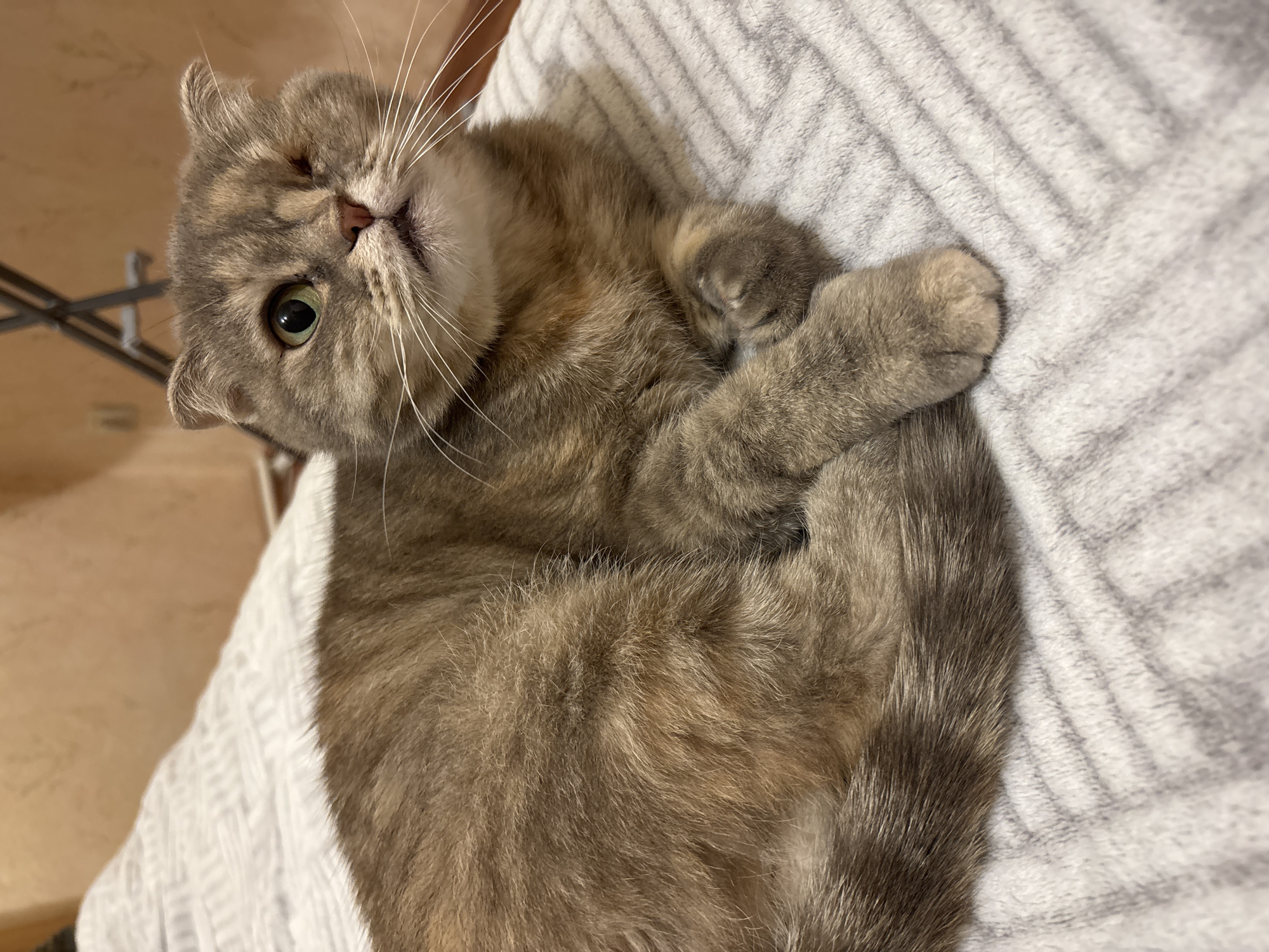 A close-up, high-angle shot depicts a Scottish Fold cat with gray and brown fur lying on a gray and white striped blanket. The cat is curled up, with its paws crossed. The cat's head is tilted, and it is looking upwards with one green eye visible. Its whiskers are long and white. The background is blurry, showing a light brown wall and the edge of a white surface. The image appears to be taken indoors, and no people are visible. The location is Unknown, Unknown.