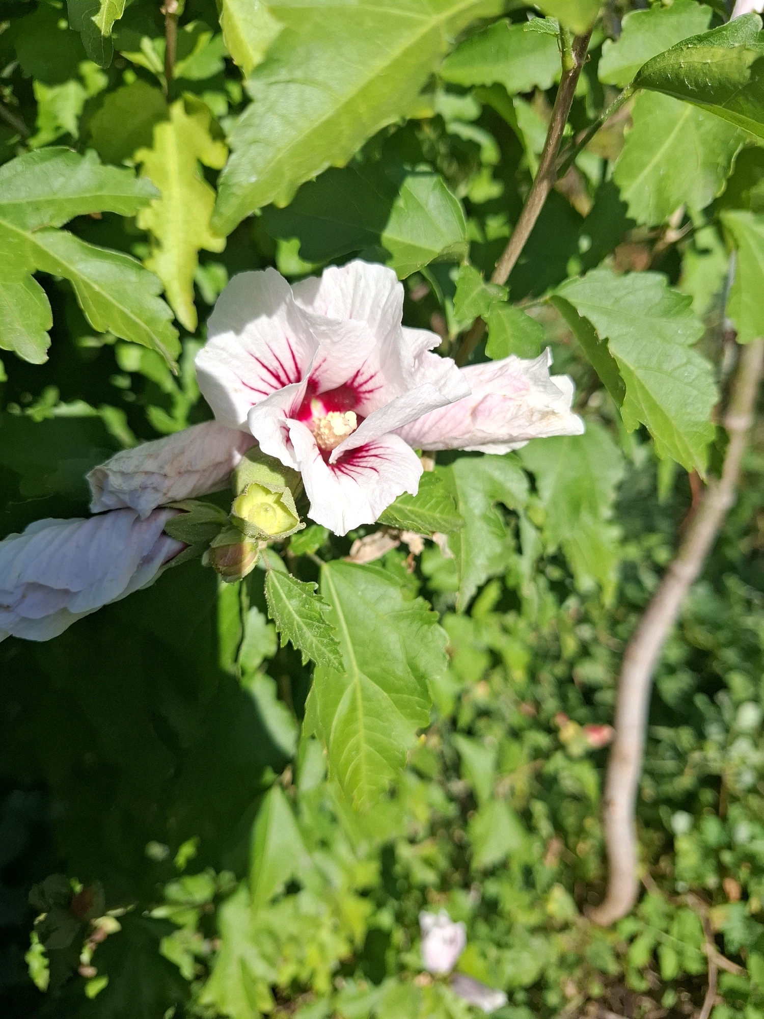 A close-up, eye-level, vertical shot captures a white hibiscus flower with red veins and a yellow center, blooming amidst lush green foliage and a thin, light brown branch. Several buds, some withered and some light green, are also visible on the plant. The background is a blur of green leaves and a thin, vertical branch, suggesting an outdoor setting in a garden or park. The lighting indicates it is daytime, with sunlight casting shadows.