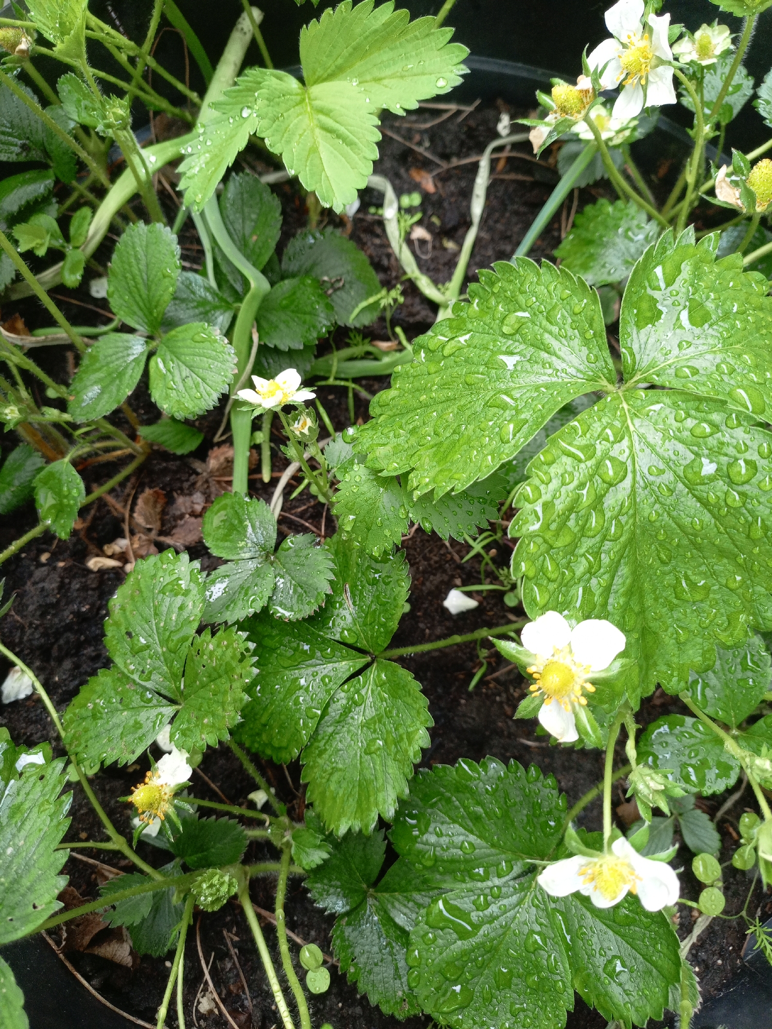 The image depicts a close-up view of strawberry plants, characterized by their green leaves covered in water droplets. The plants are in various stages of growth, and several have small, white flowers with yellow centers. The plants are situated in dark soil within a container, the location of which is not specified, being identified as Unknown, Unknown.