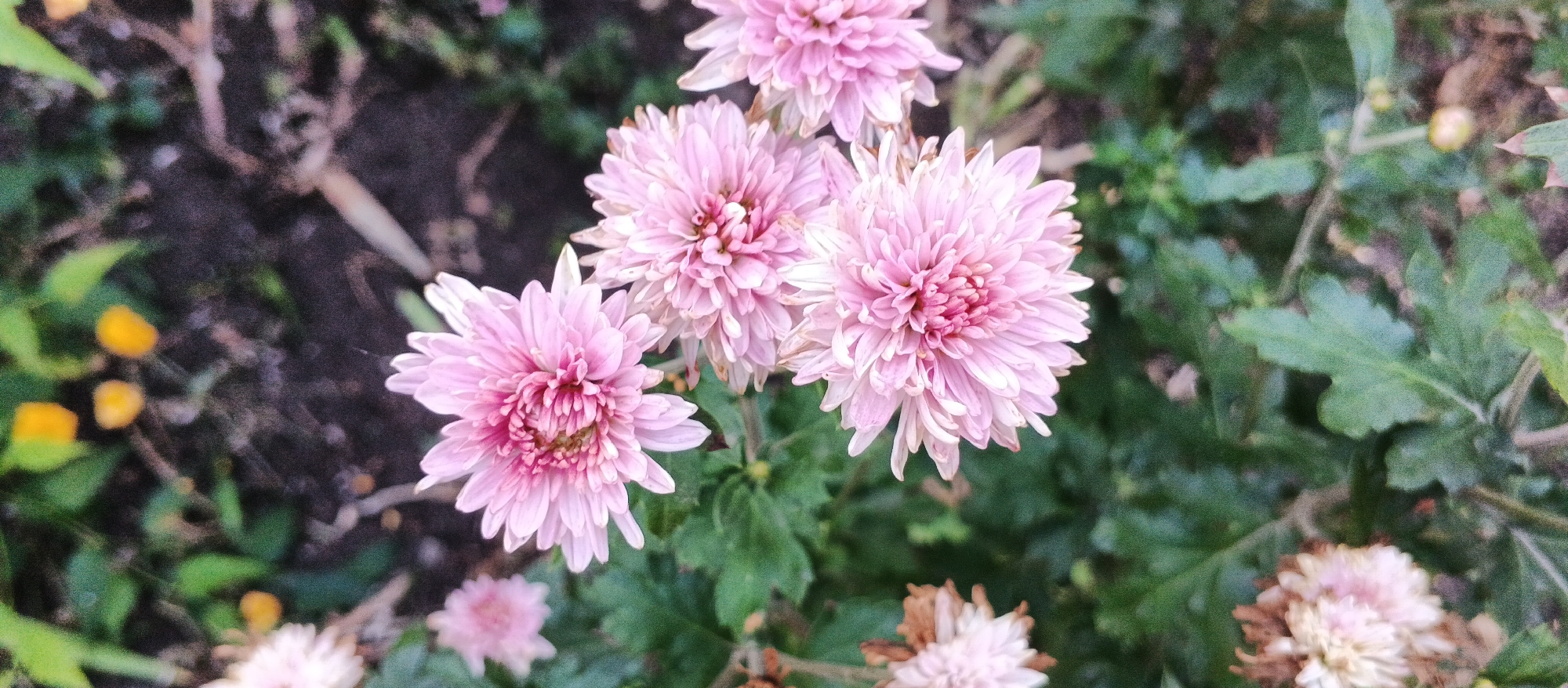 This is a close-up, overhead shot of several pink chrysanthemums in a garden setting. The flowers are in various stages of bloom, with some fully open and others still budded. The petals are delicate and layered, with a darker pink center. The background is a mix of dark soil and green foliage, with a few out-of-focus yellow flowers visible on the left side of the image. The overall impression is one of natural beauty and tranquility. The image was taken in the city of Smila, Ukraine.