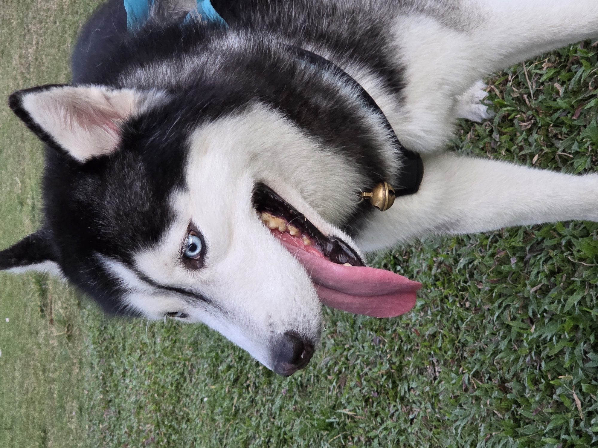 A close-up, eye-level shot shows a Siberian Husky with striking blue eyes and its tongue hanging out, panting. The dog is standing on a patch of green grass, possibly in a park or yard. The background is blurred, suggesting a shallow depth of field. The dog is wearing a black collar with a small, brass bell attached. The location is identified as North Kuta, Indonesia.
