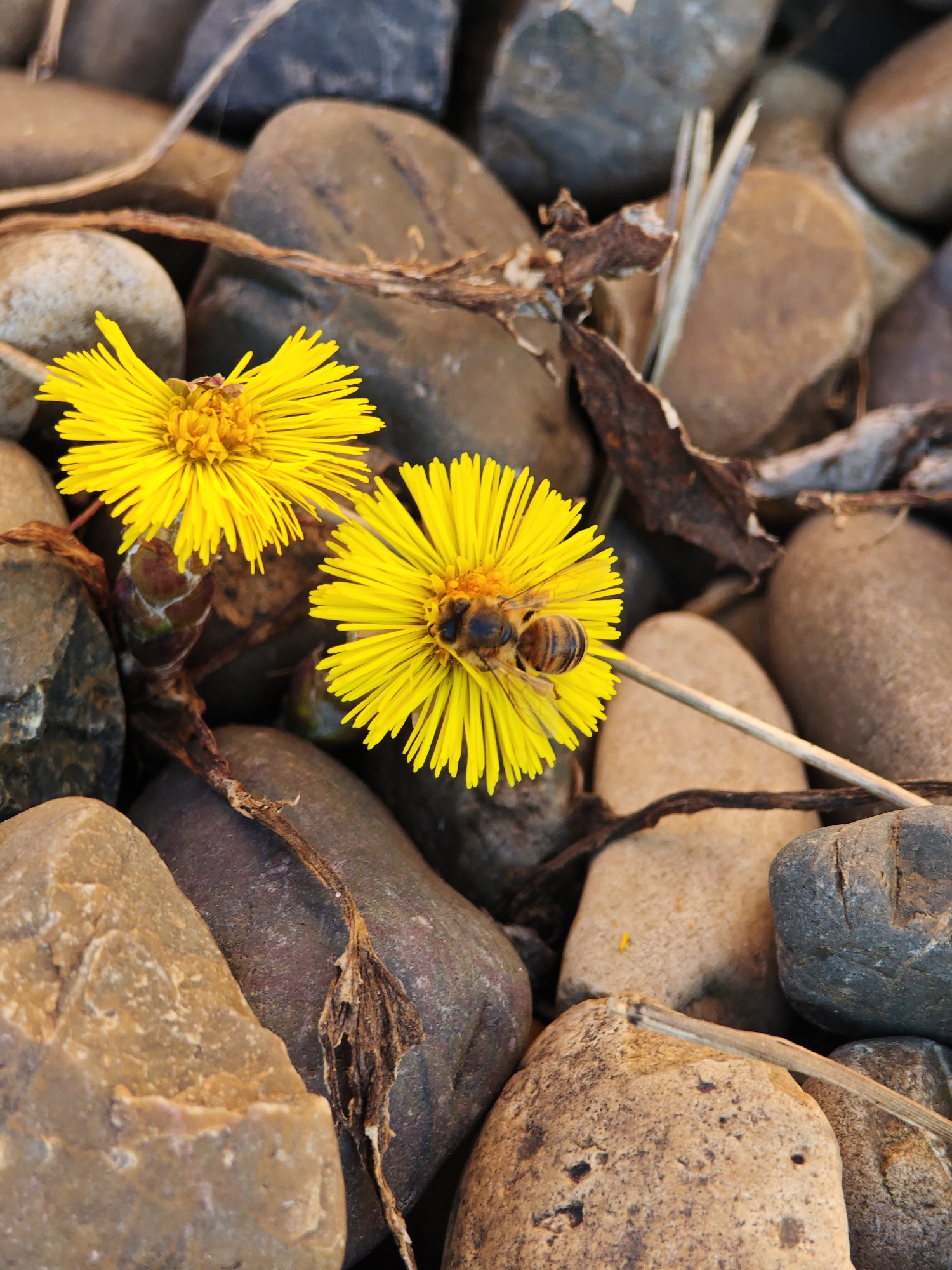 The image presents a close-up, ground-level view of two yellow flowers and a bee amidst a bed of stones, located in the city of Chaikovsky, Russia. The central subject is a bee, appearing to be a European honeybee (Apis mellifera), positioned on the upper surface of the rightmost of two bright yellow flowers, consistent with *Tussilago farfara* (coltsfoot). The bee's head is directed downwards into the flower's disc florets, indicating an action of foraging.
The flowers exhibit numerous narrow, ray-like petals radiating from a central, denser cluster of disc florets. The flower on the left is partially obscured but fully open, while the flower on the right, hosting the bee, is fully visible. Both flowers emerge from what appears to be a network of thin, brown, dried plant stems or roots intertwined with the stones.
The immediate environment consists of a dense arrangement of variously sized and colored pebbles and small stones. These stones are predominantly rounded and smooth, displaying natural earth tones including light tan, beige, various shades of gray, dark brown, and hints of purplish-black. Some stones exhibit surface variations such as minor cracks, pits, or striations. Interspersed among the stones and around the base of the flowers are scattered fragments of dried organic material, including thin, dark brown fibrous elements and lighter, straw-like pieces of dry grass or stems. One light-colored, thin stem extends diagonally from the lower right into the scene, crossing underneath the bee's flower. The lighting suggests natural daylight, illuminating the textures and colors of the scene.